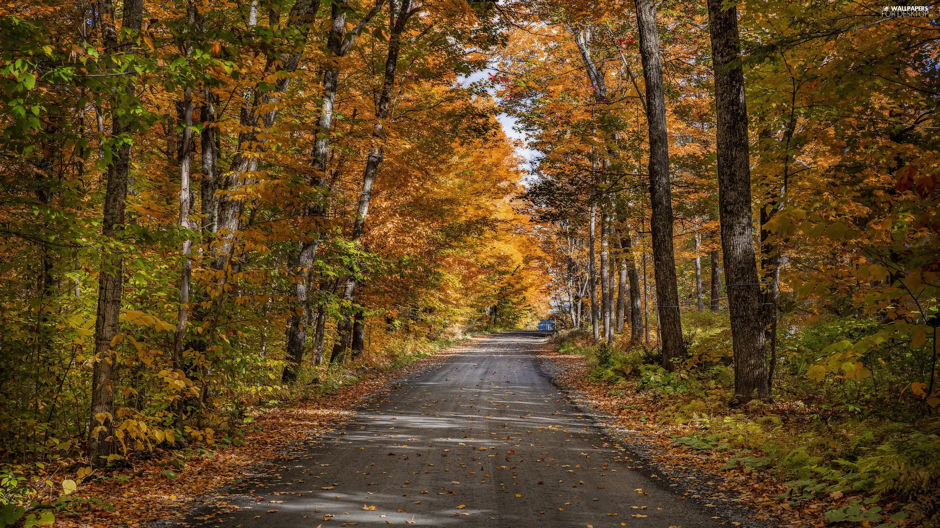 viewes, forest, Leaf, autumn, Way, trees