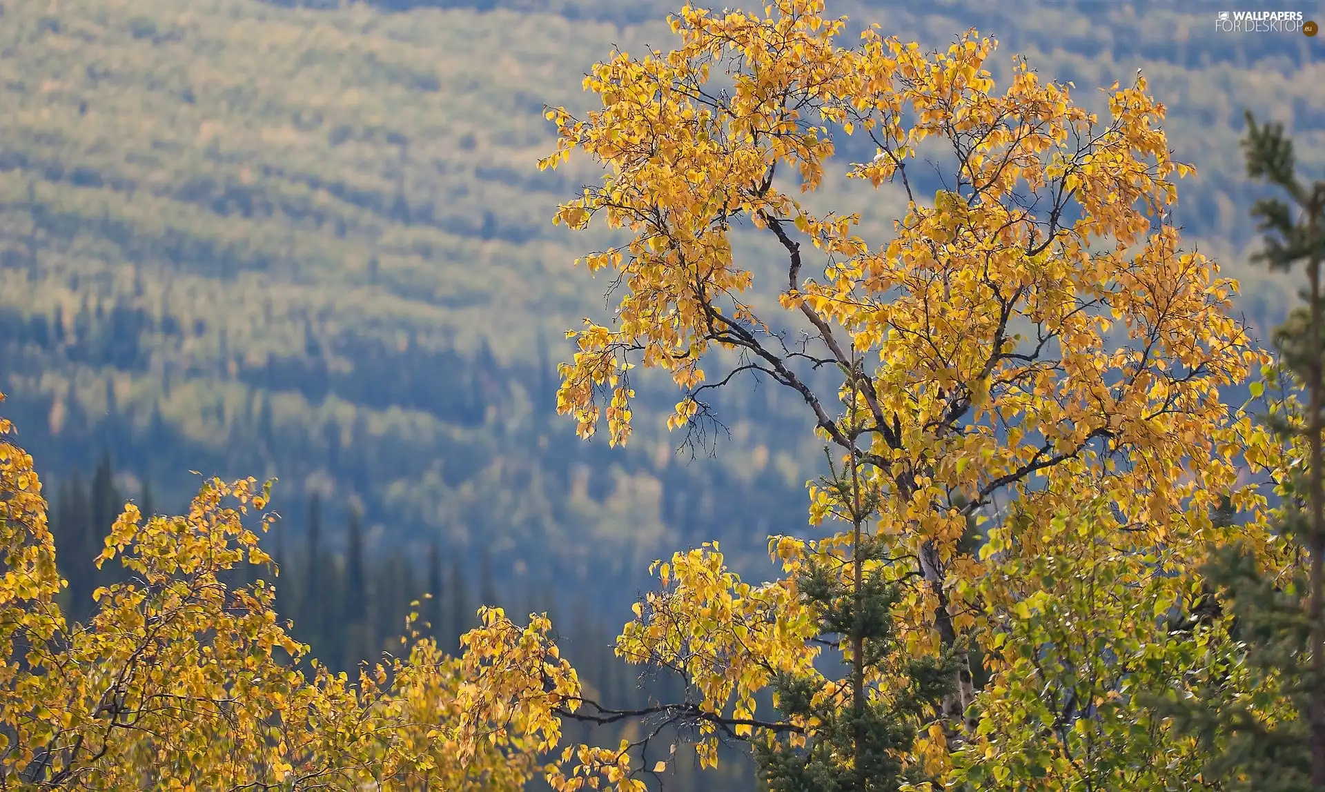 trees, autumn