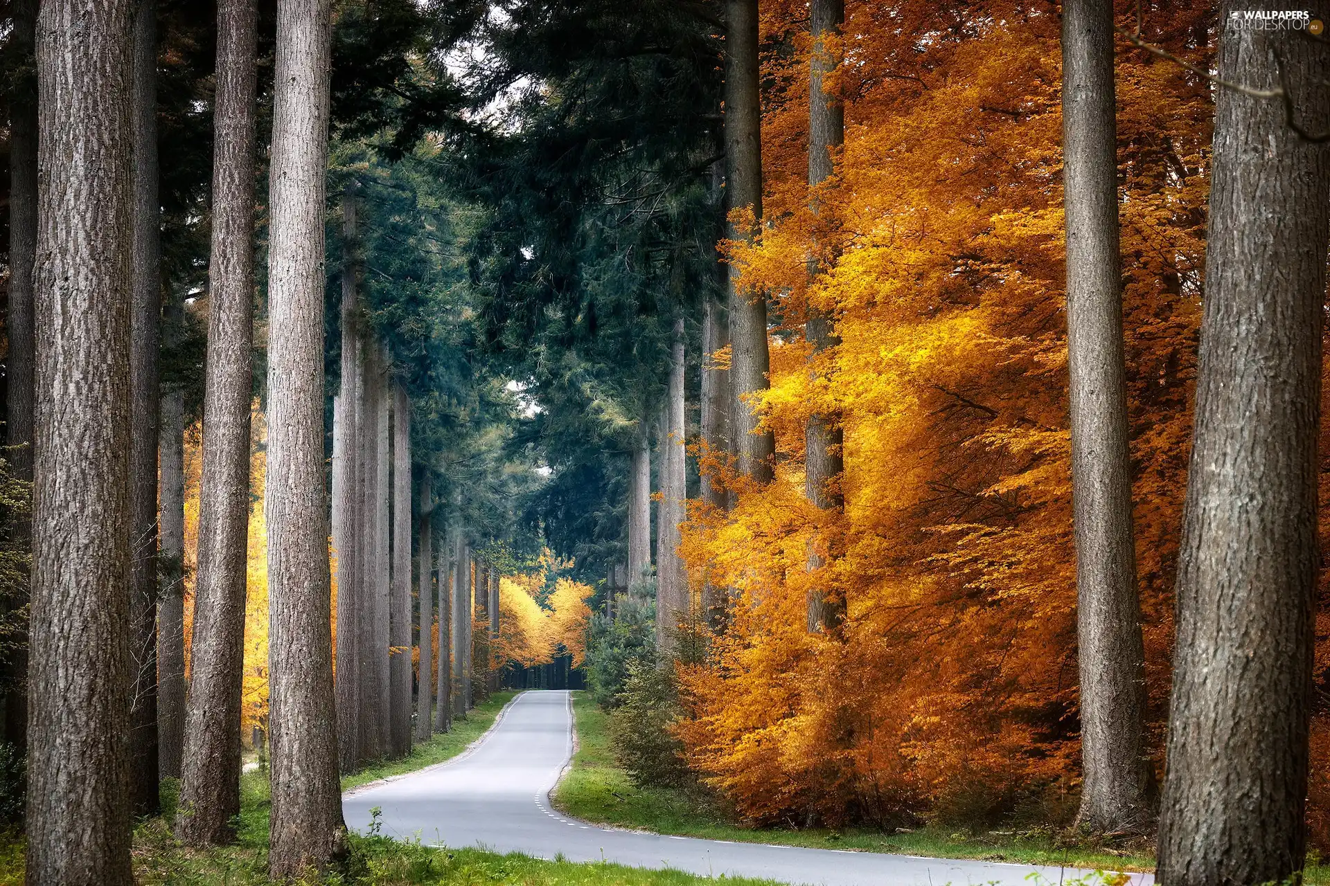 trees, autumn, Way, hedge, forest
