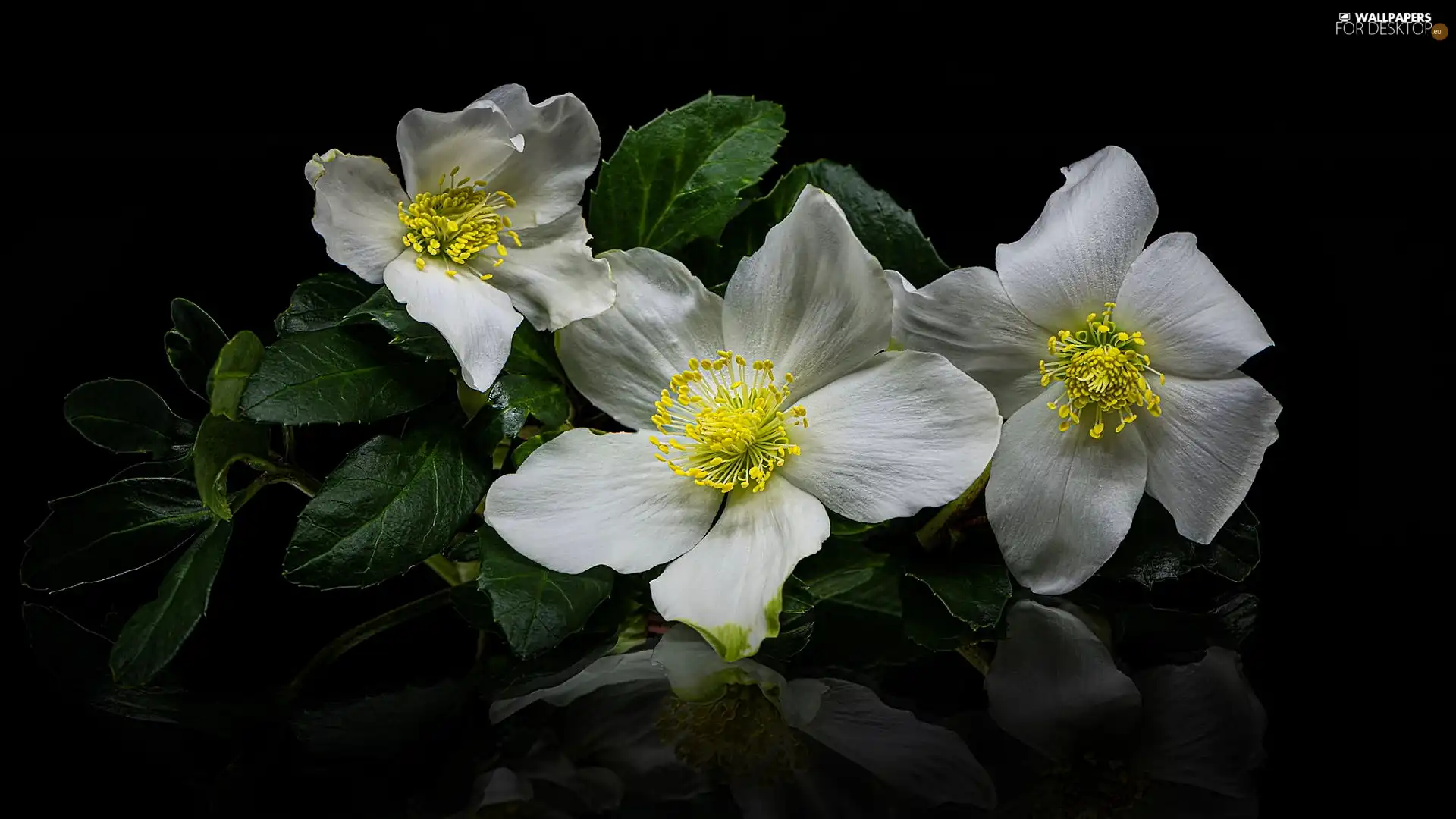 Leaf, White, Black, background, reflection, Anemones