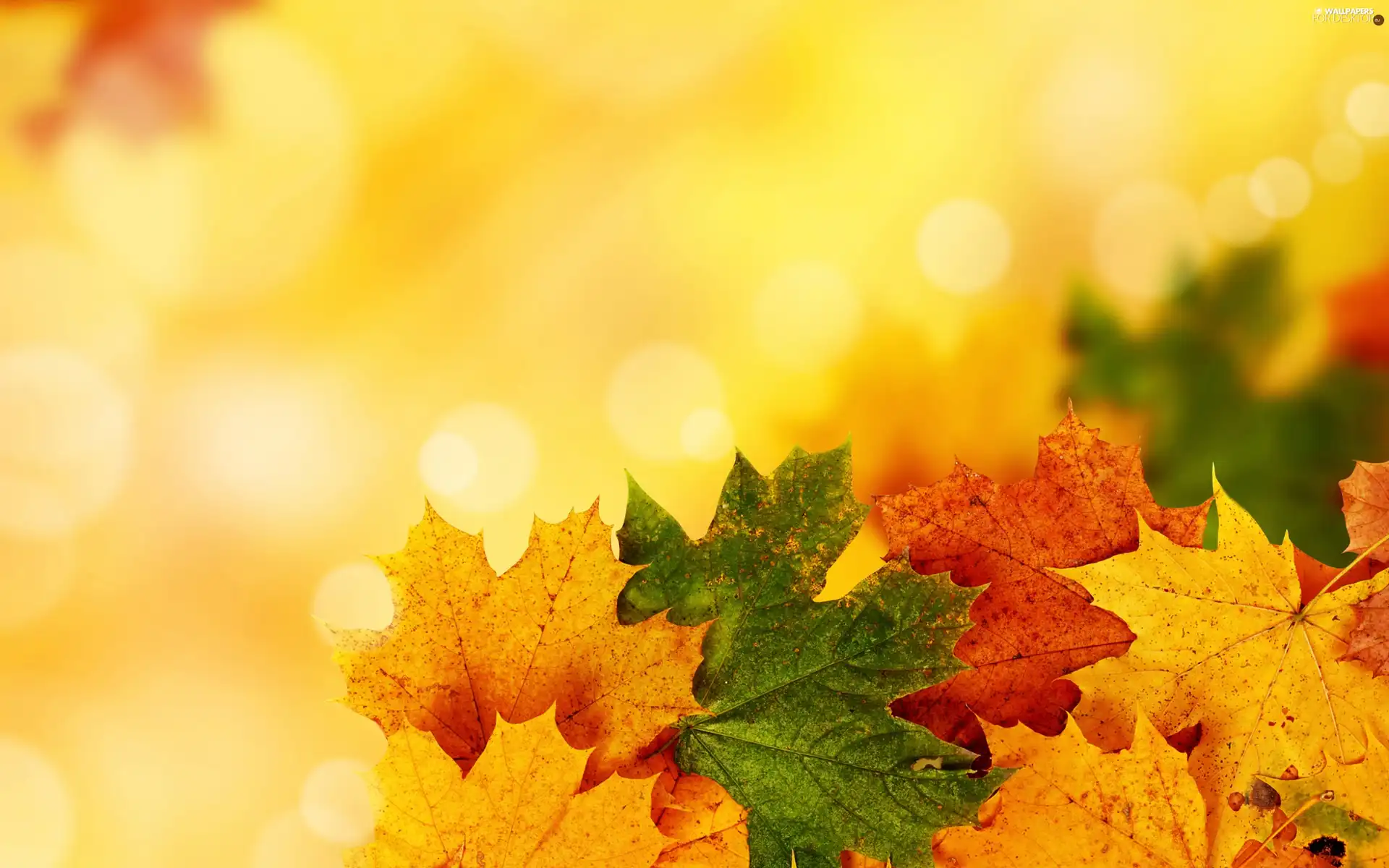 Autumn, Yellow, background, Leaf