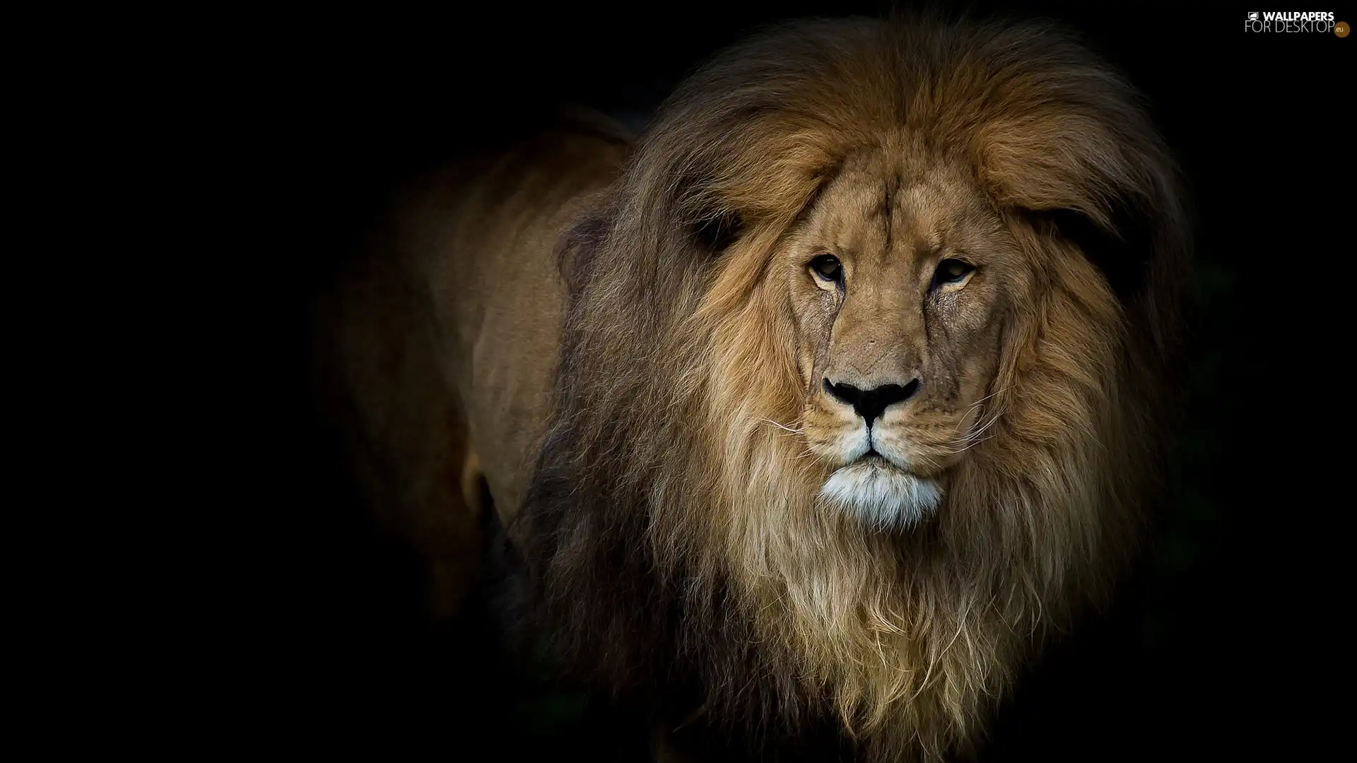 mane, Lion, Black, background, The look, Head