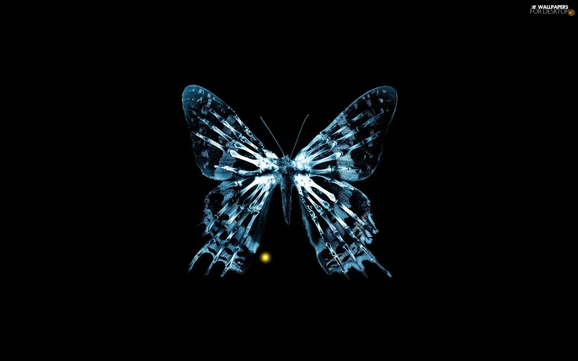 blue, Black, background, butterfly