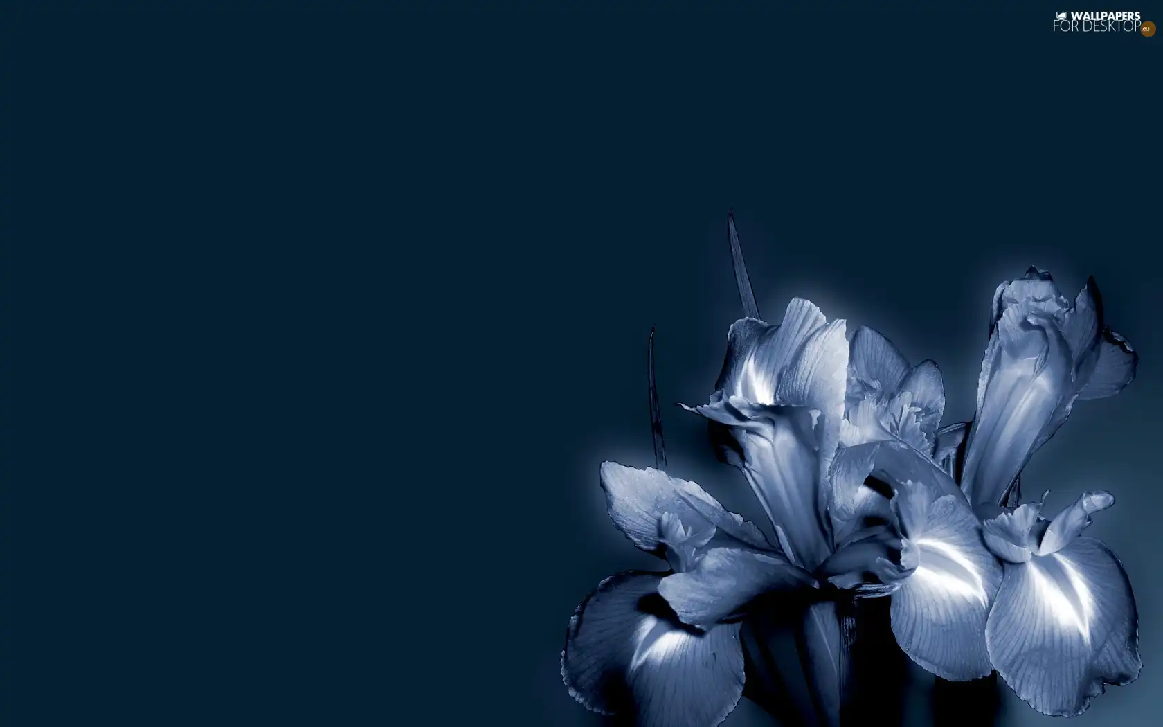 background, Flowers, Blue