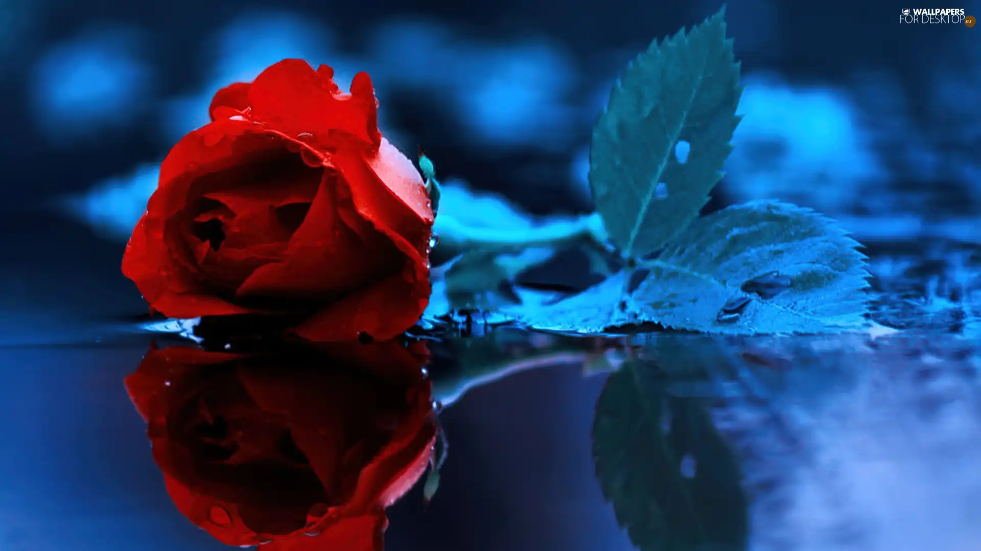 background, rose, Blue