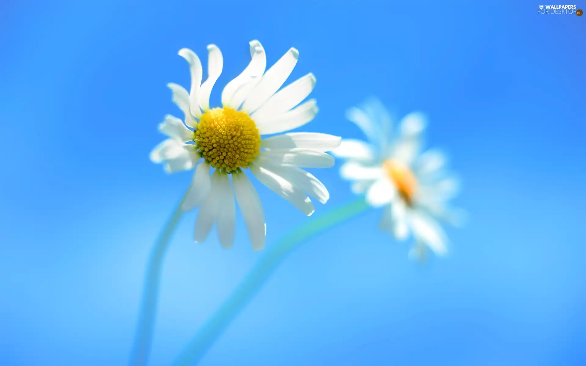 chamomile, Blue, background, Flowers