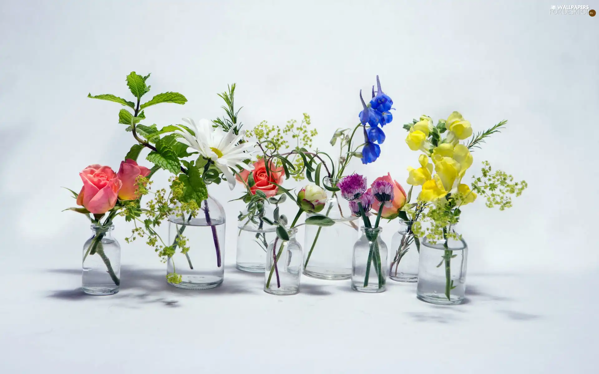 color, White, background, Flowers