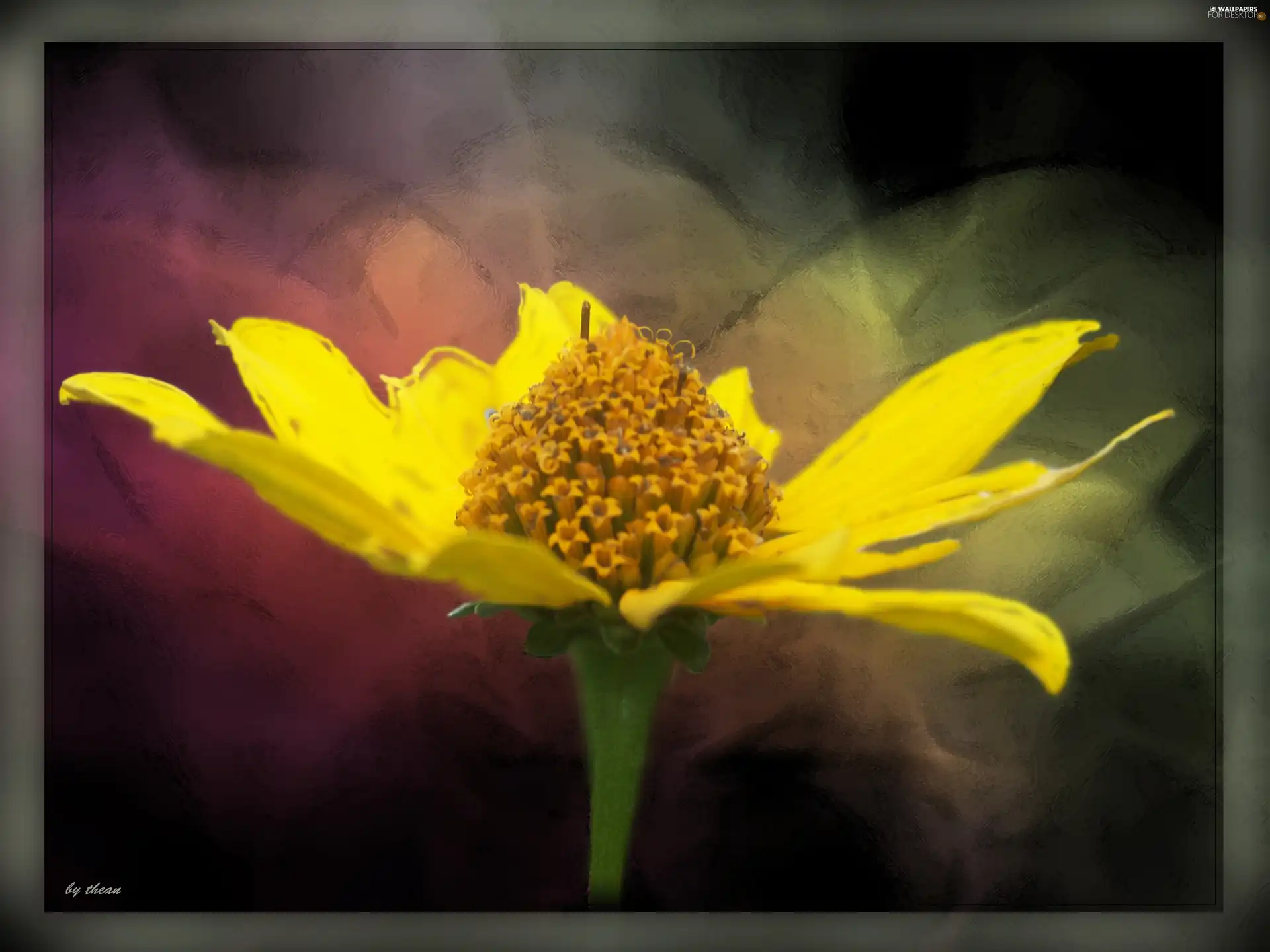 Yellow, fuzzy, background, Colourfull Flowers