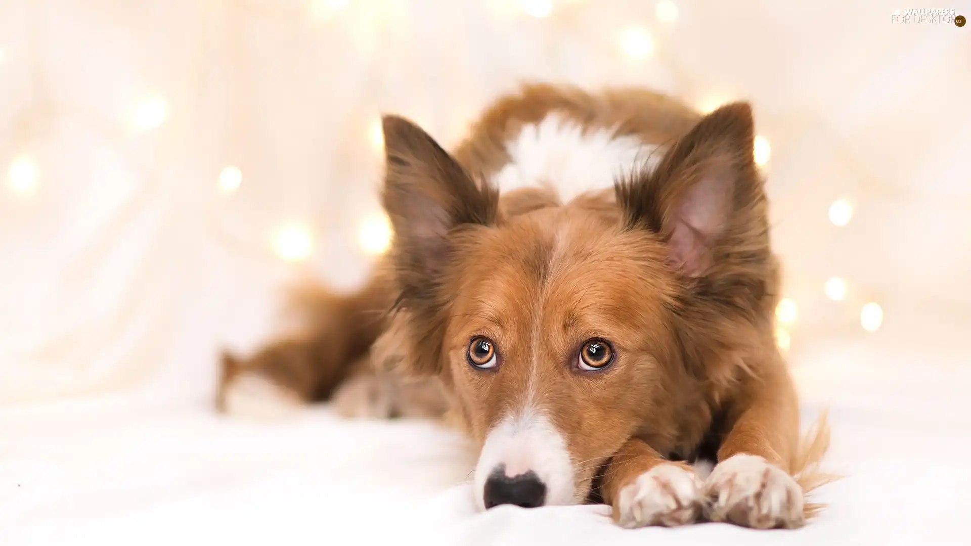 fuzzy, background, dog, muzzle, lying