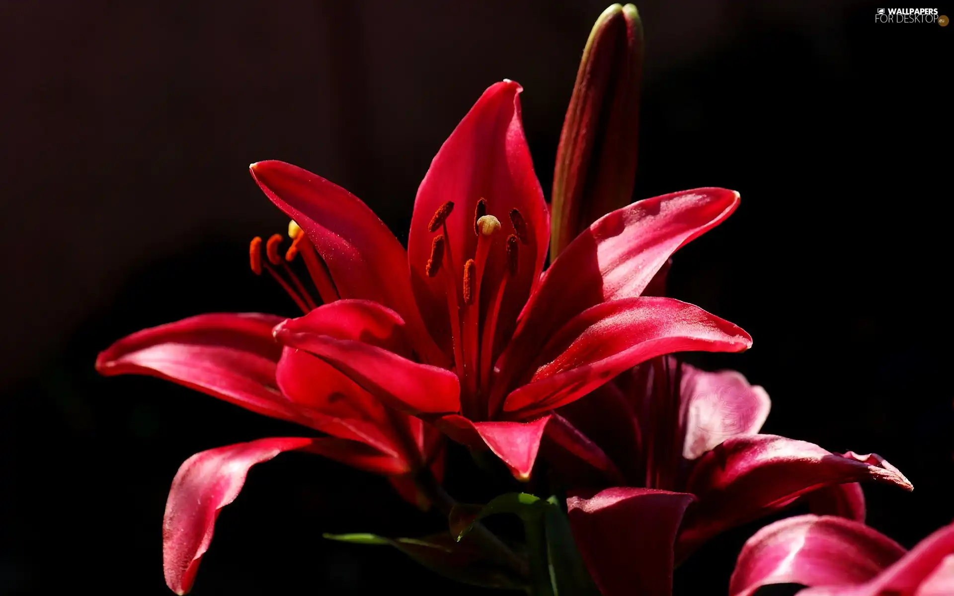 red hot, Black, background, Lily