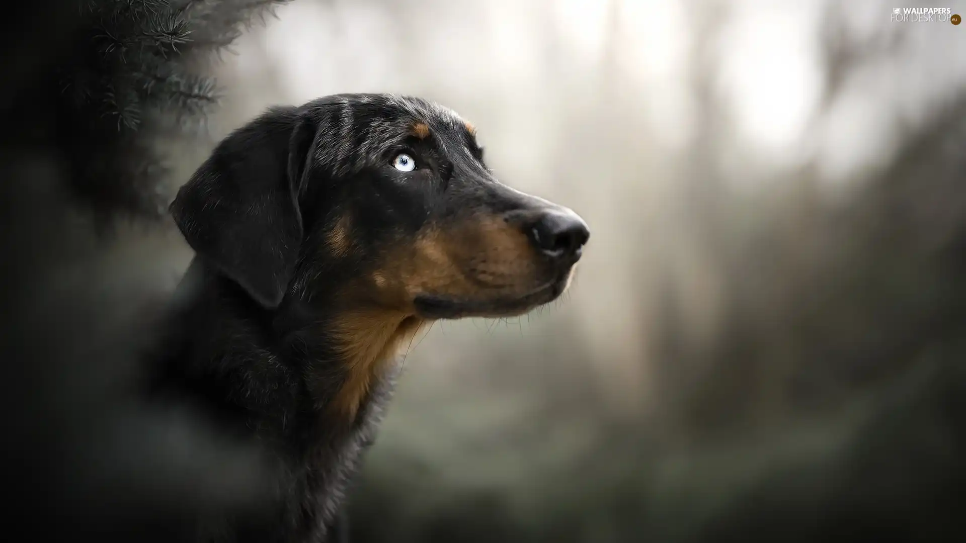 fuzzy, background, muzzle, Twigs, dog