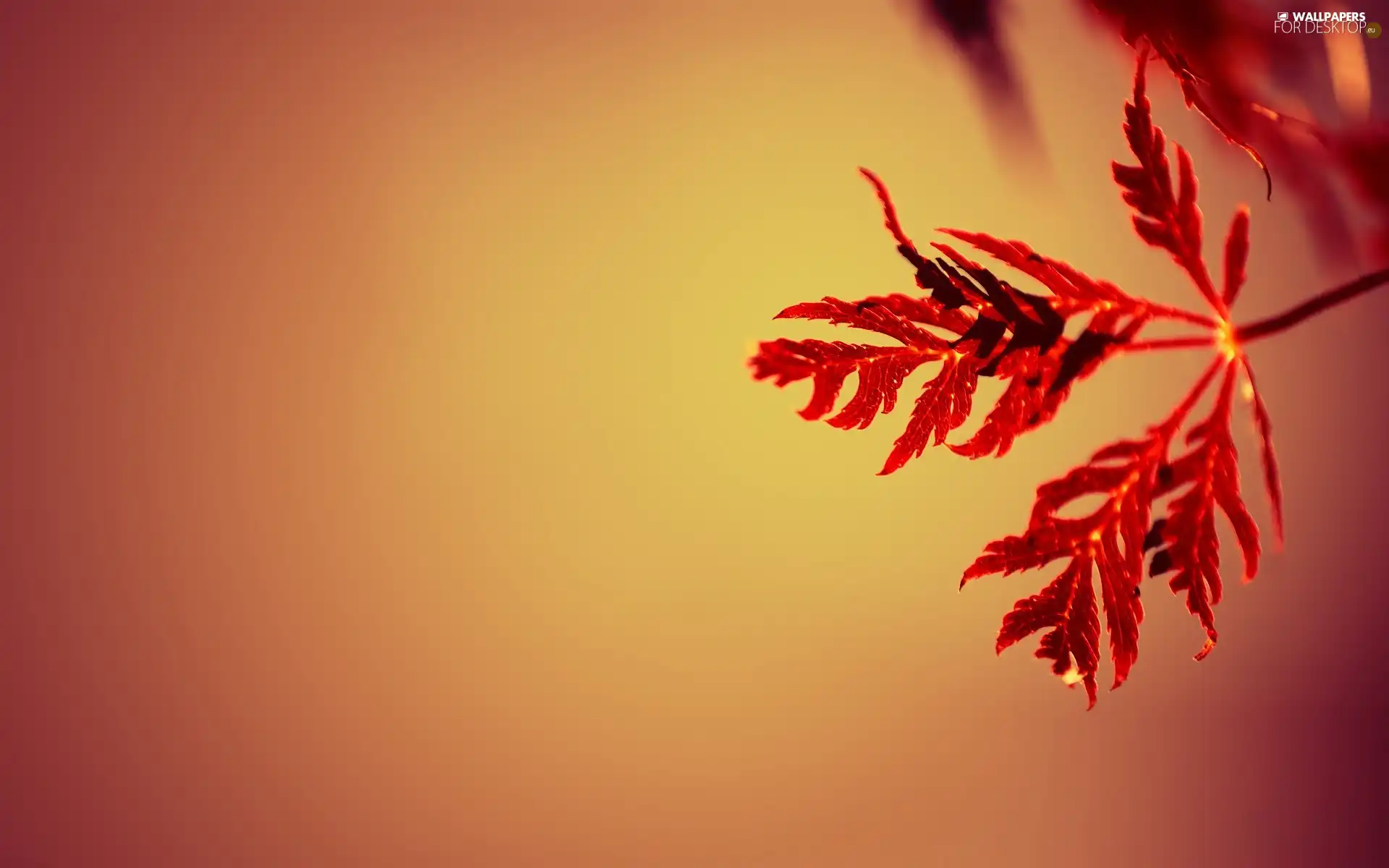 background, leaf, Orange