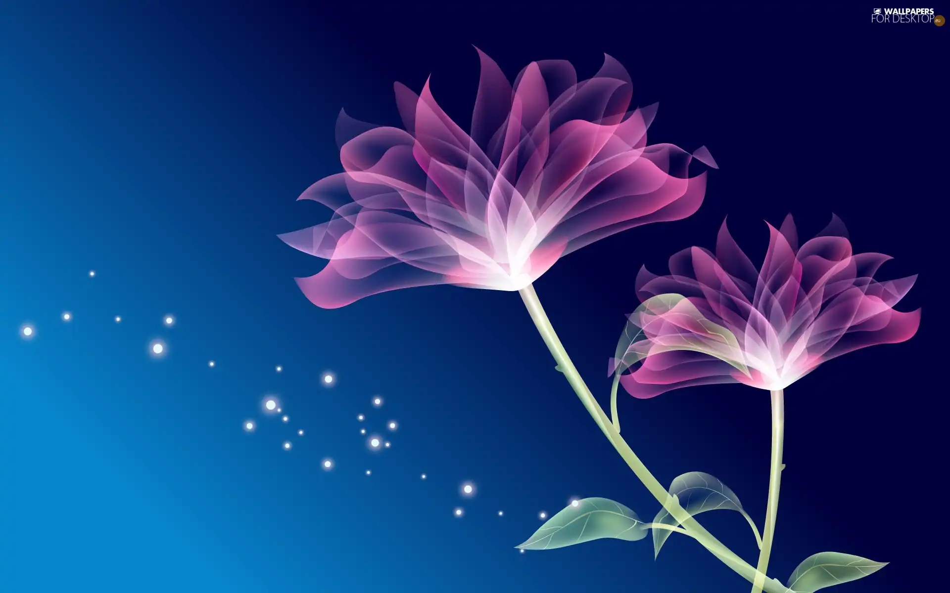 Pink, navy blue, background, Flowers