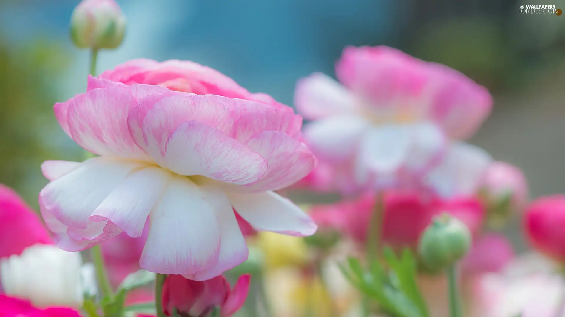 white and pink, fuzzy, background, Flowers