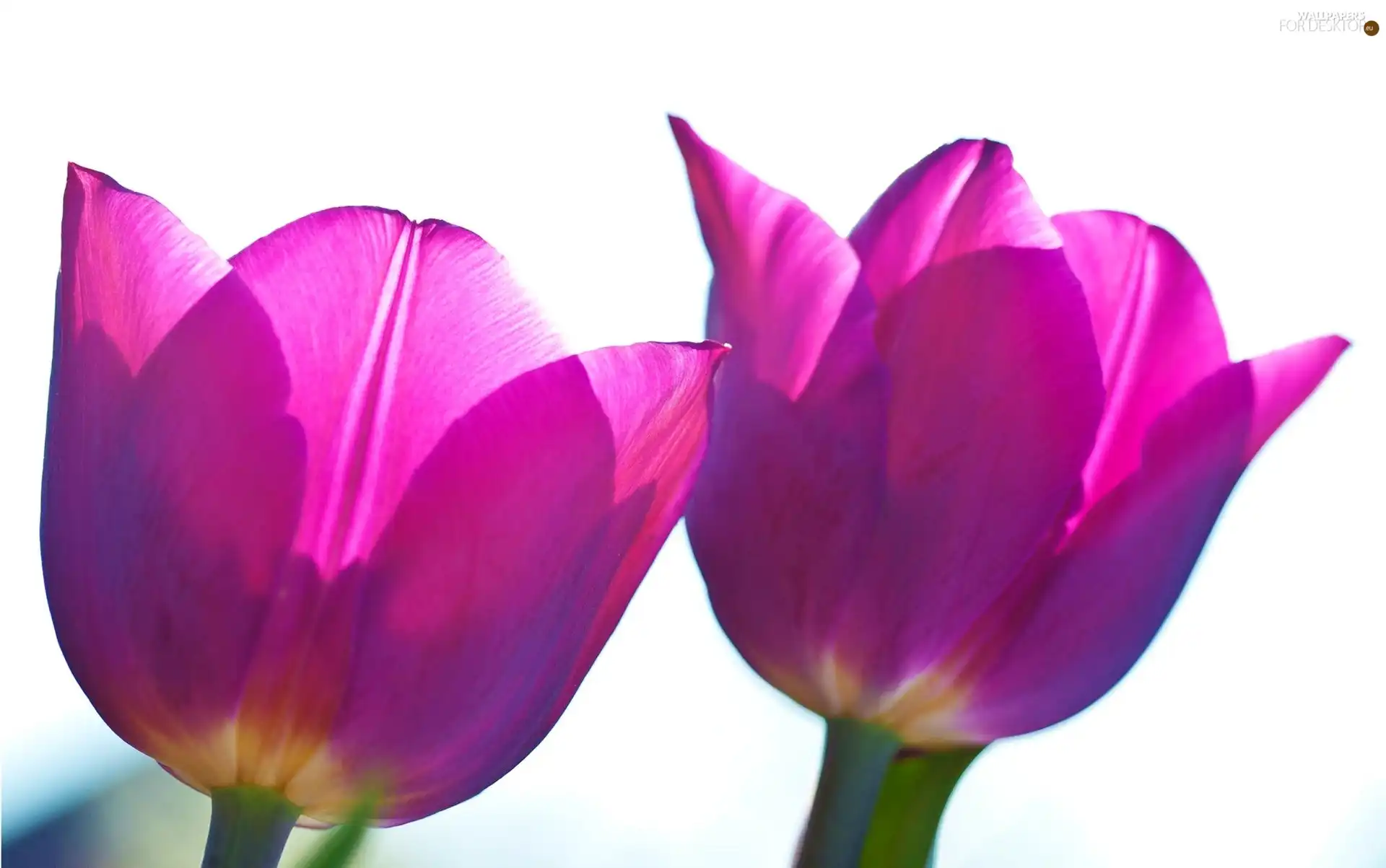 purple, White, background, Tulips
