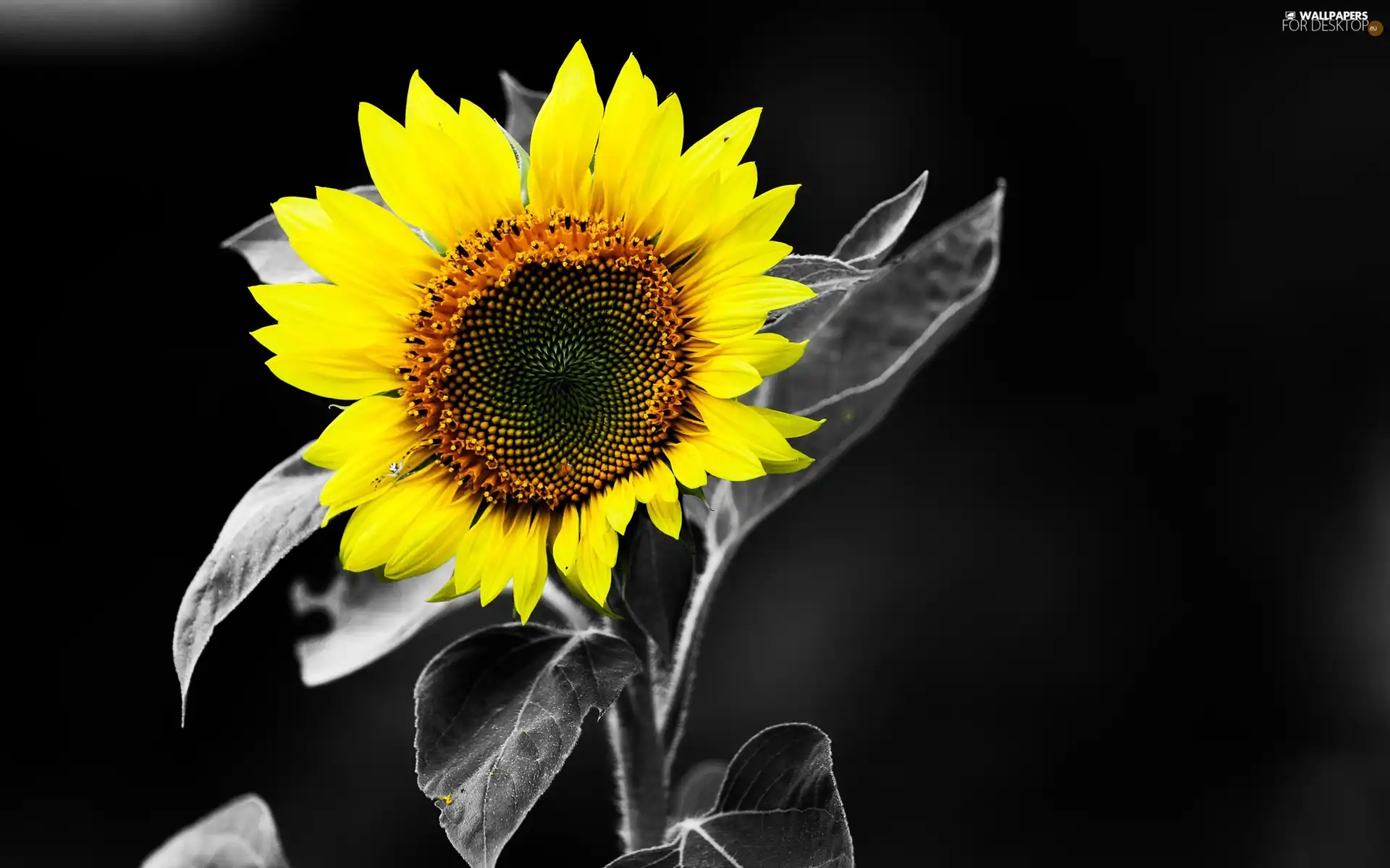 Sunflower, engaging, background, Black