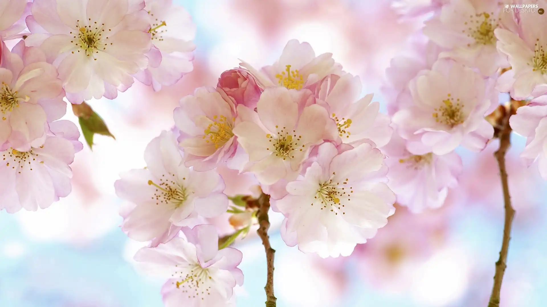 Pink, Fruit Tree, fuzzy, Twigs, cherry, Flowers, background