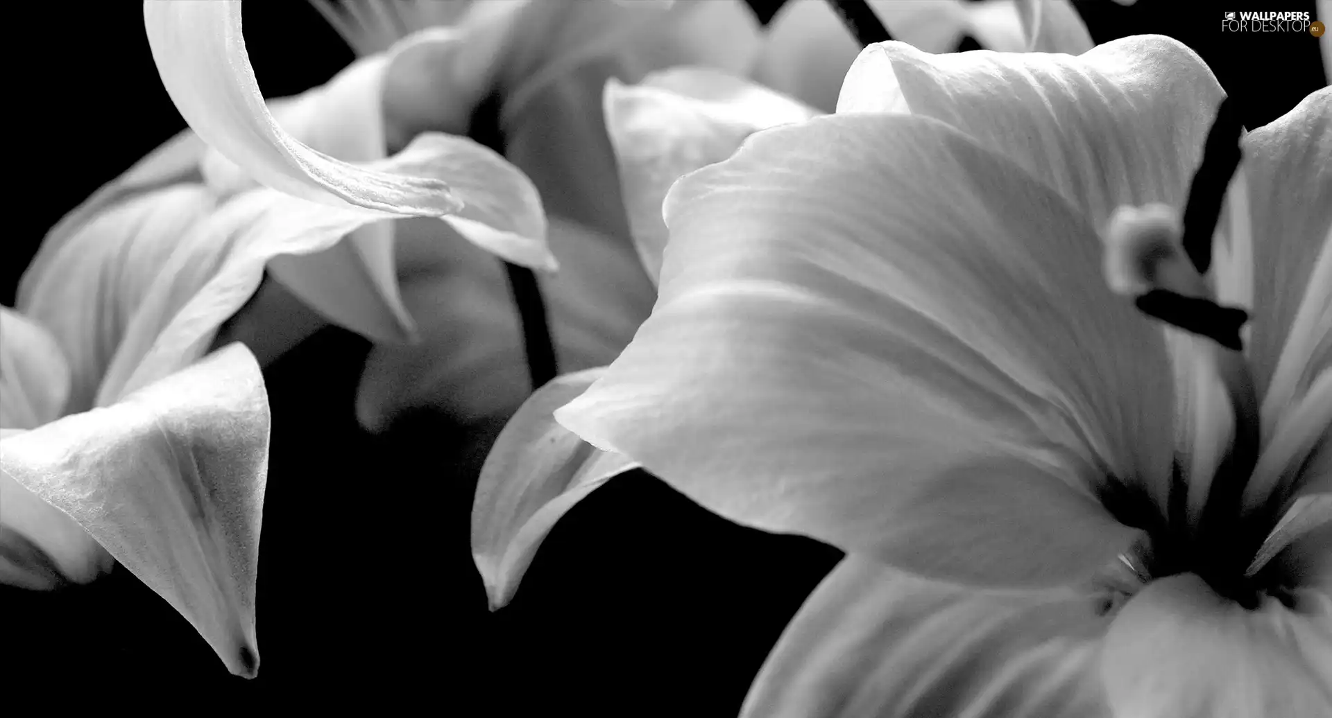 White, Black, background, Flowers