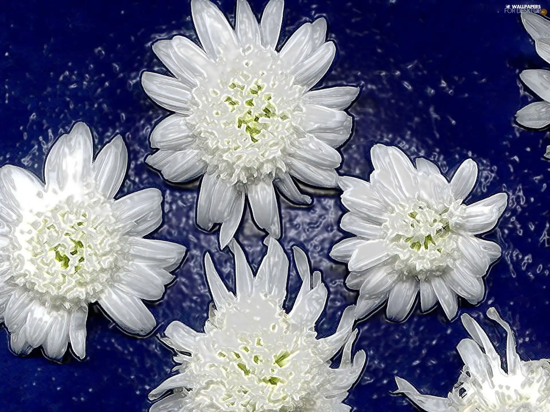 White, Blue, background, Flowers