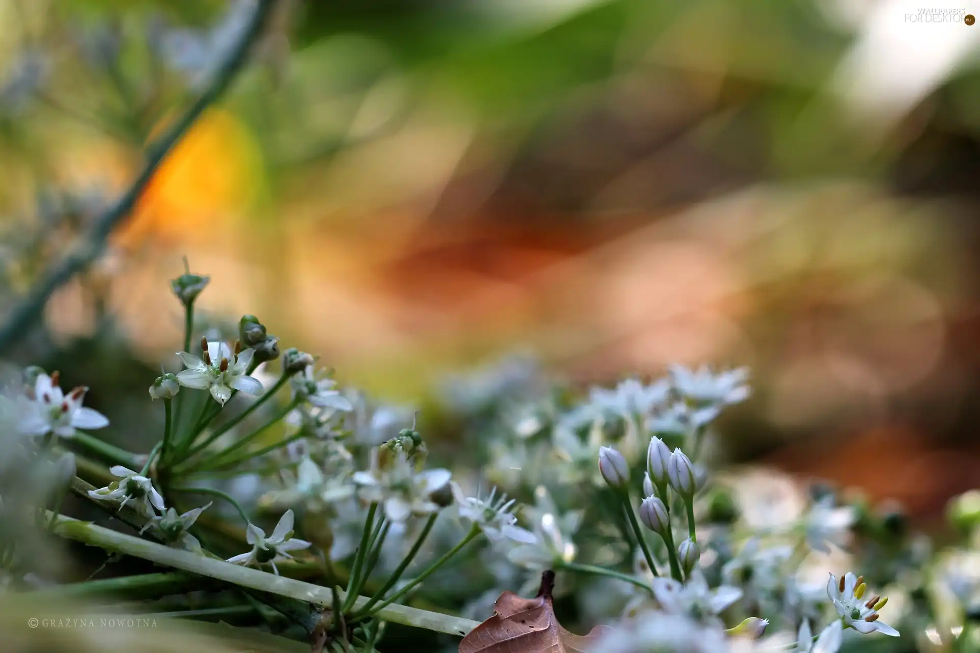 White, color, background, Flowers