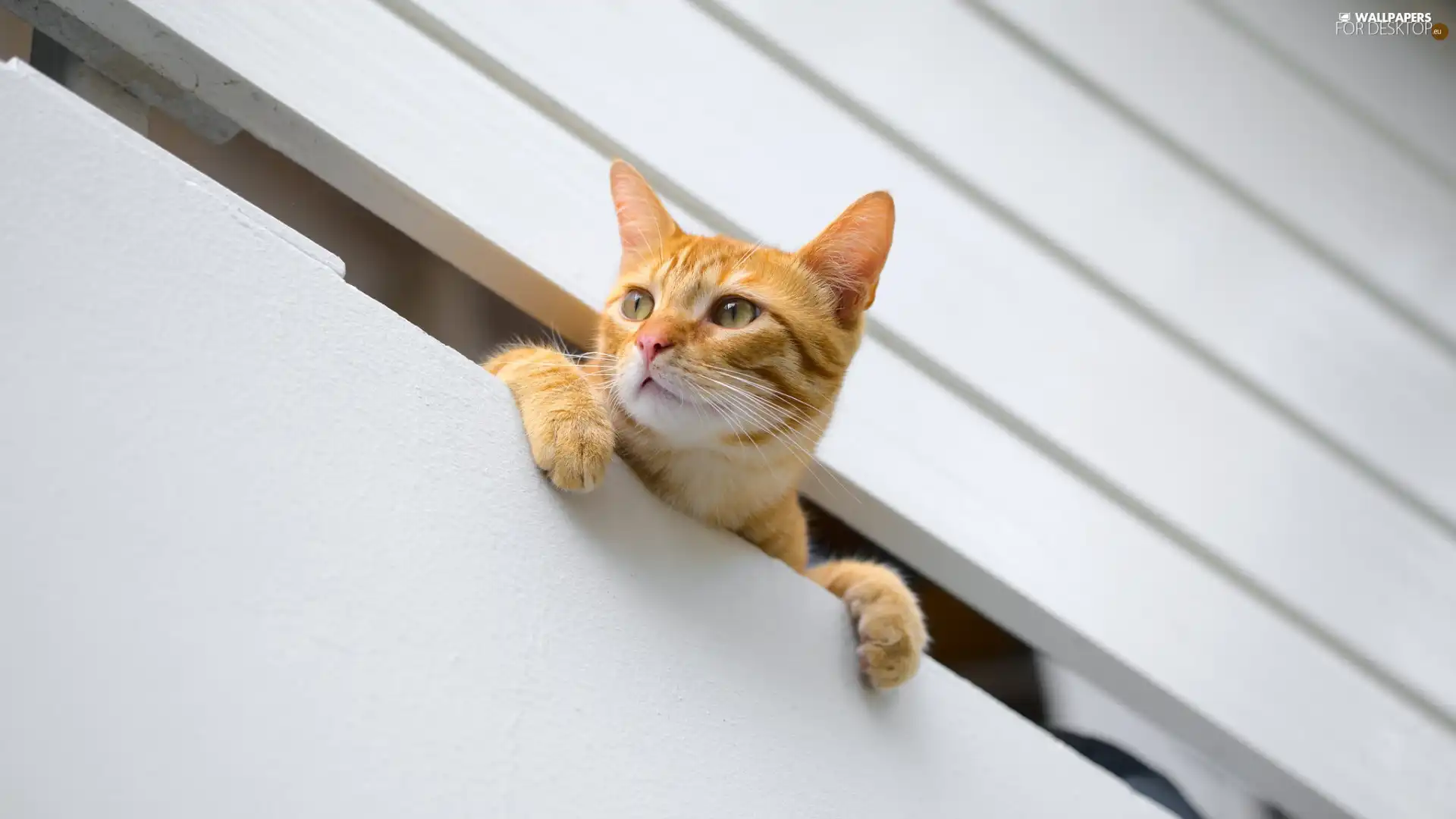 Balcony, cat, ginger