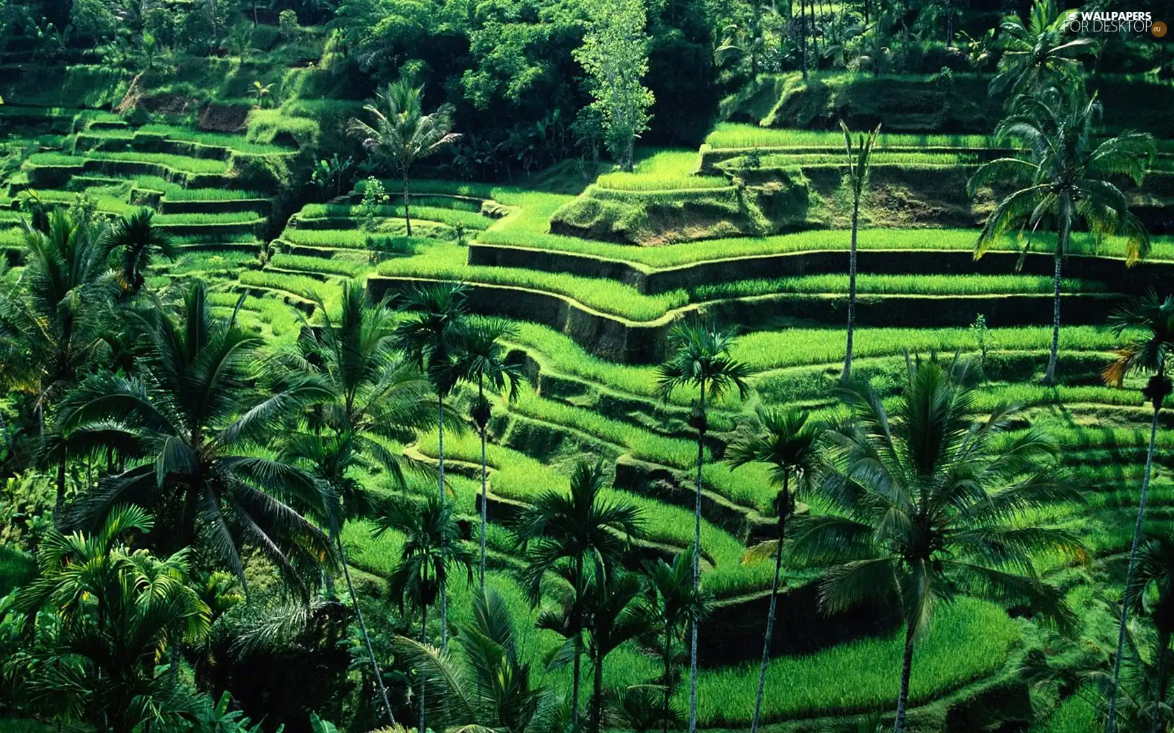 Bali, Terraces, cultivated