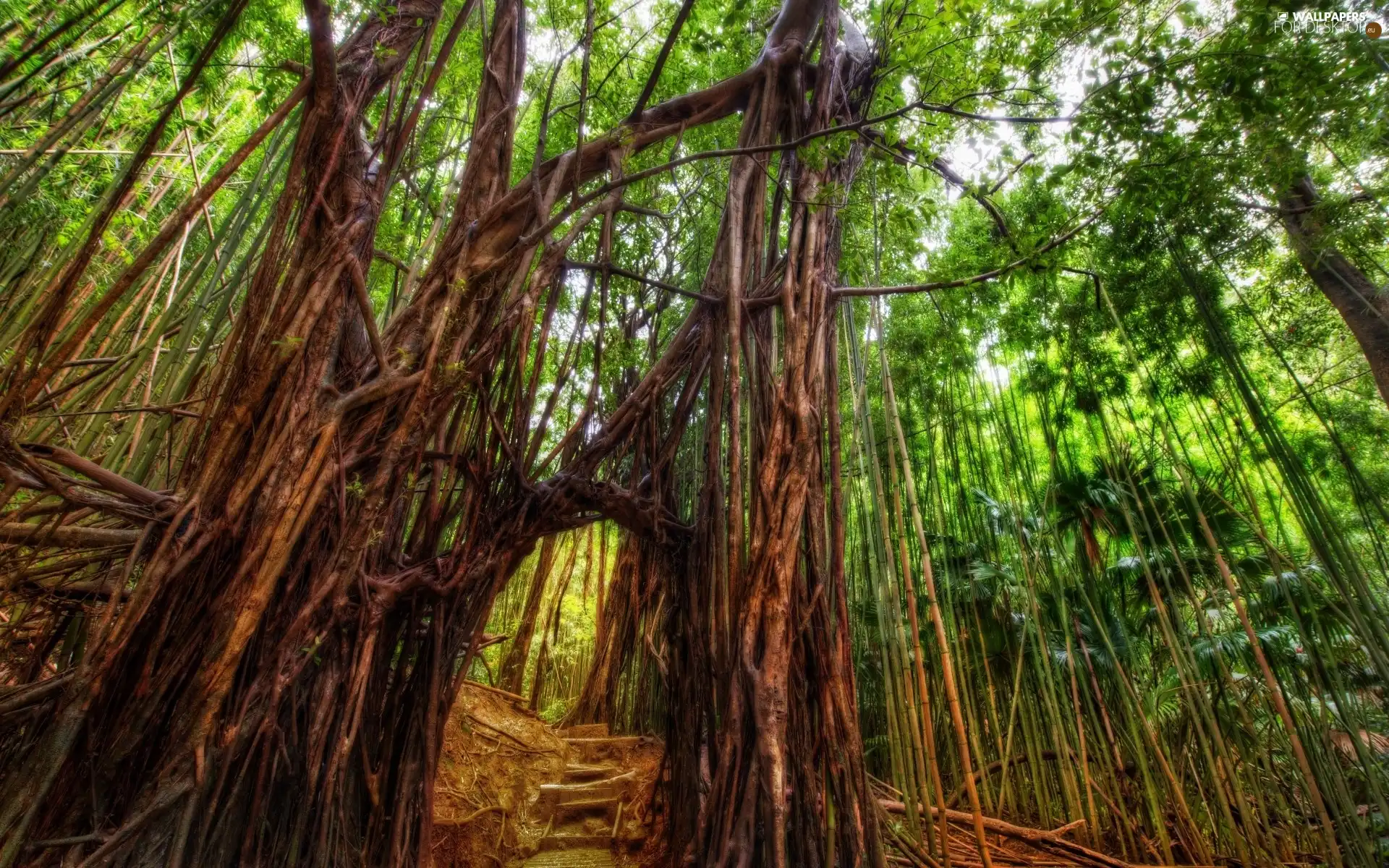 forest, bamboo