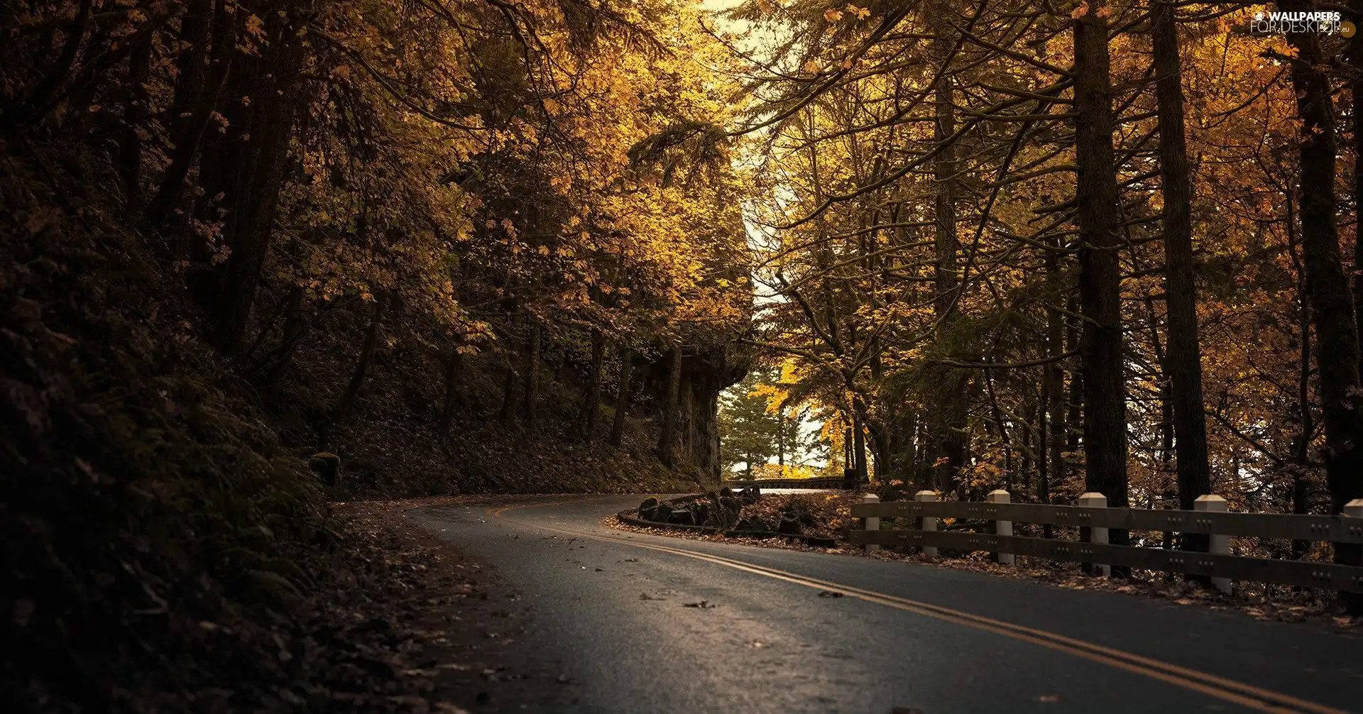 barriers, forest, Way