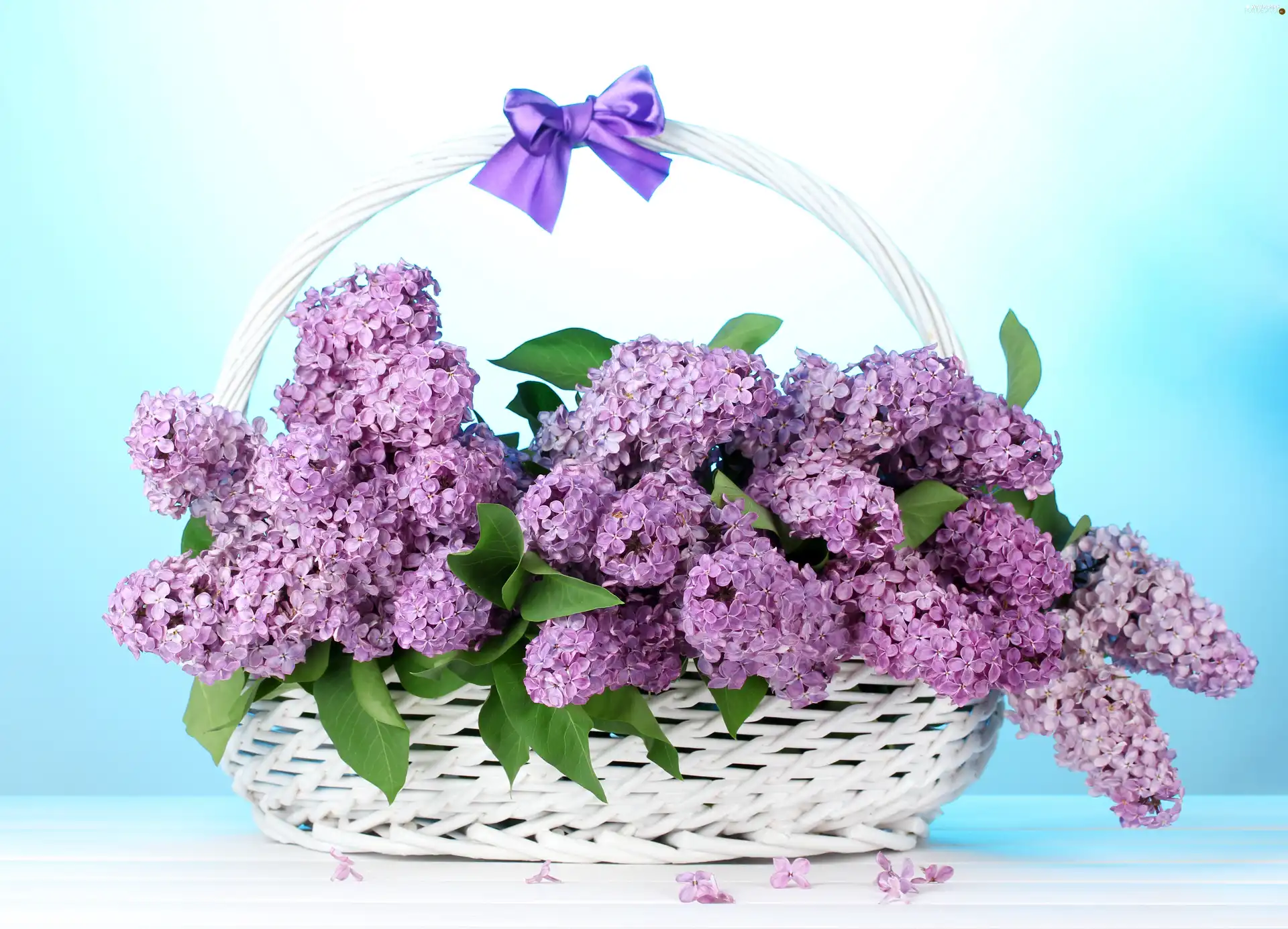 basket, without, bouquet