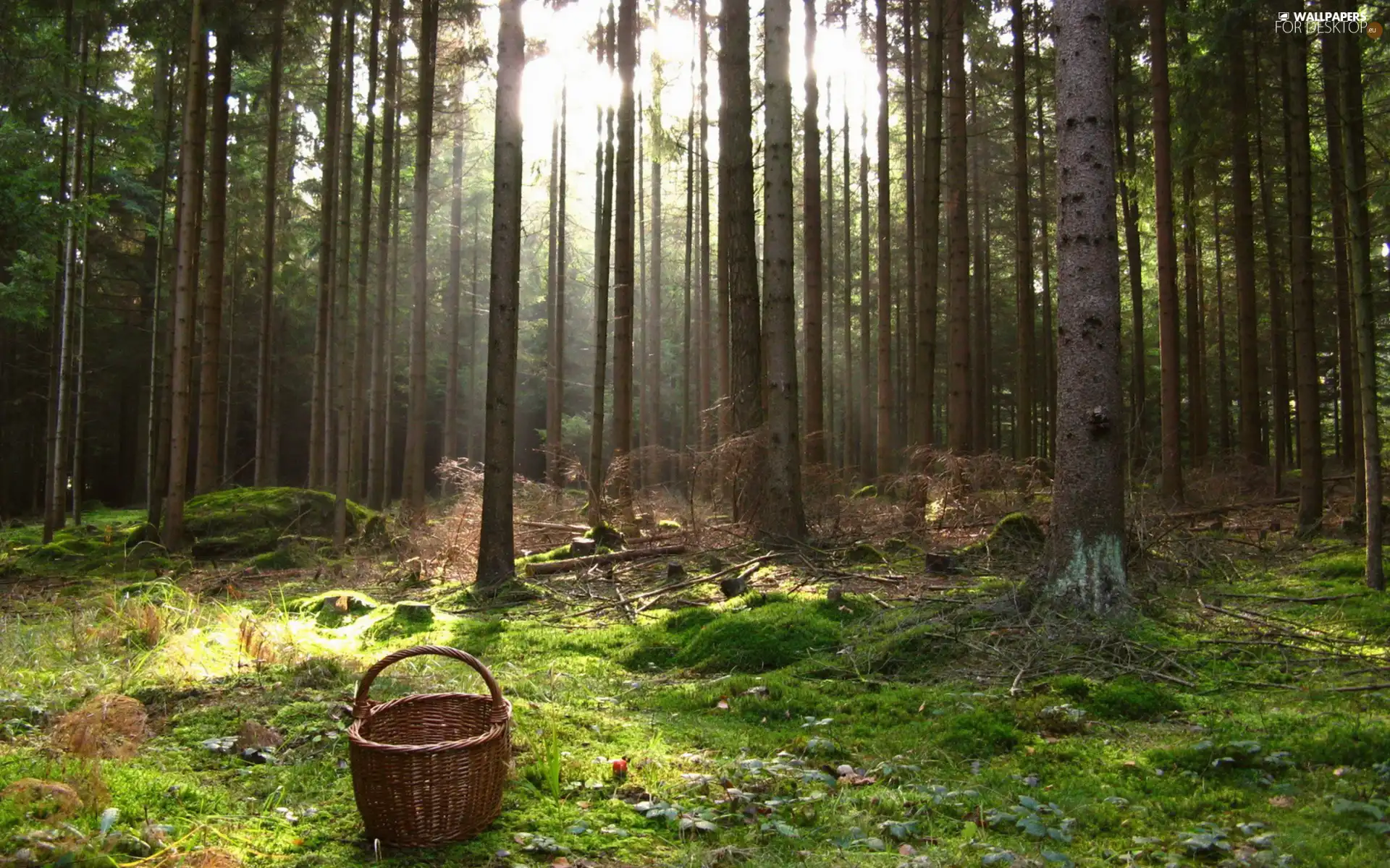 forest, viewes, basket, trees
