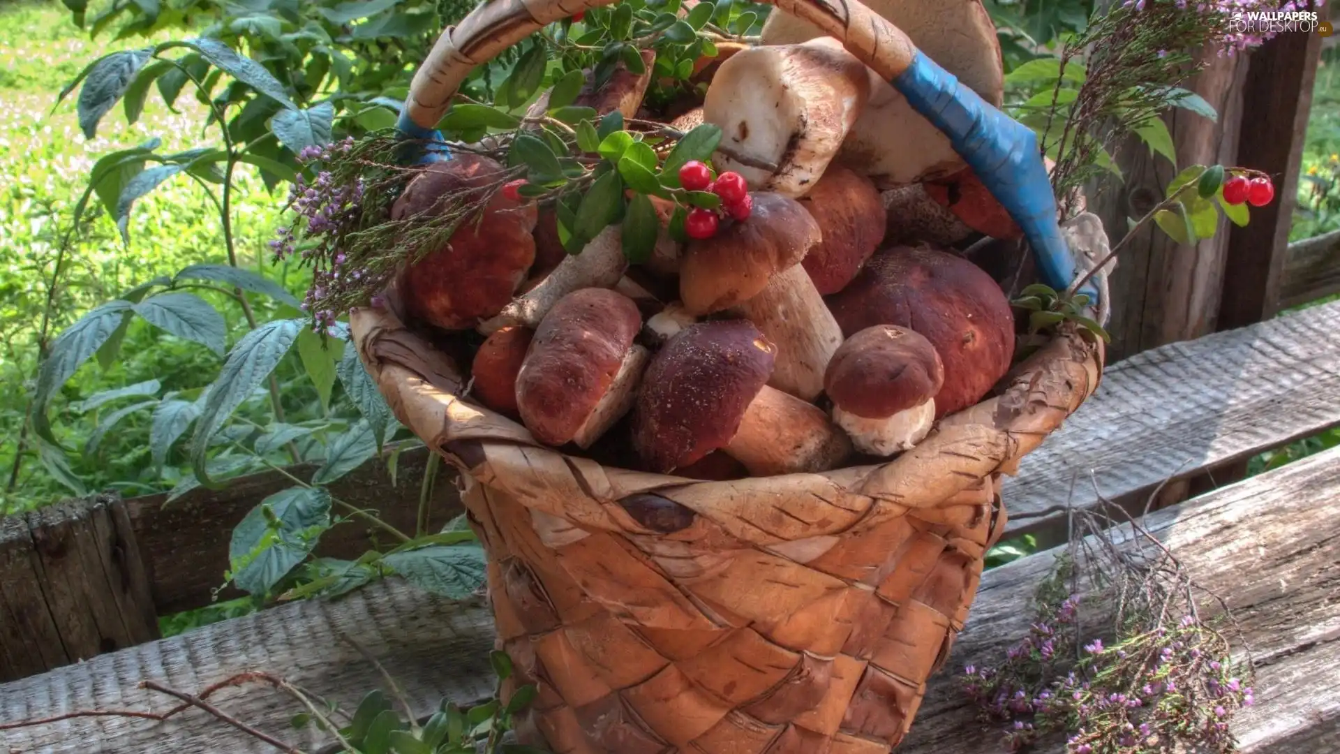 mushrooms, basket