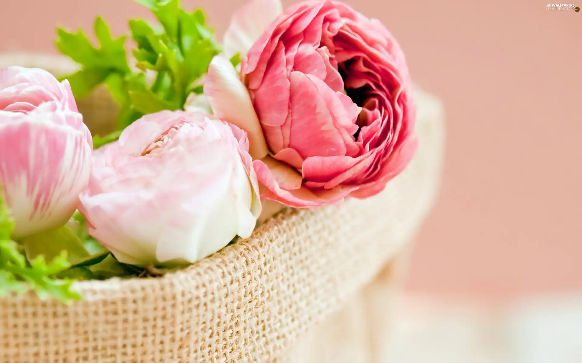 basket, color, Peonies