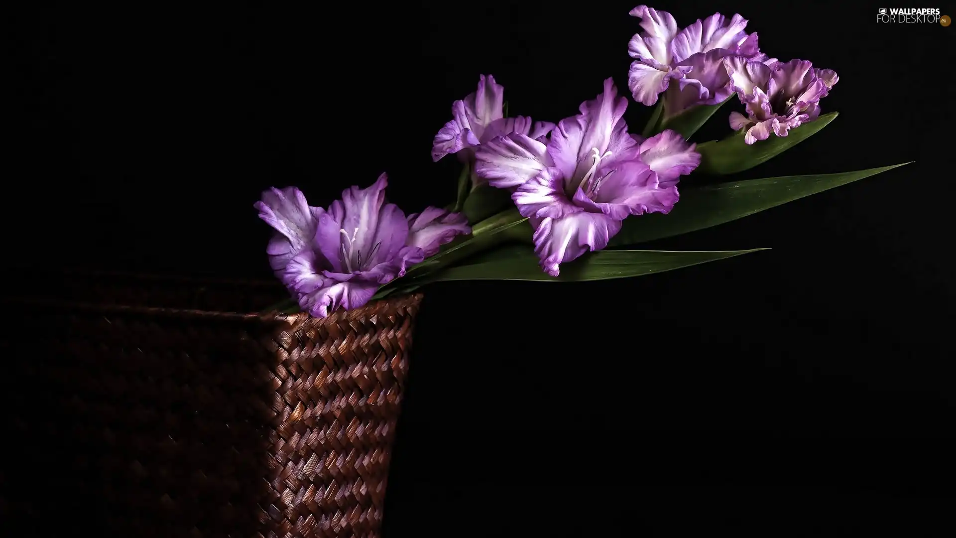 Violet, wicker, basket, gladiolus