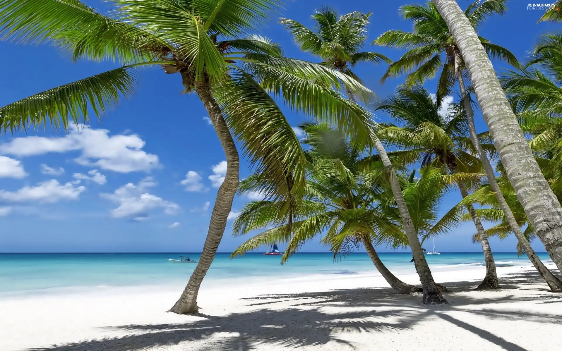Beaches, sea, Palms
