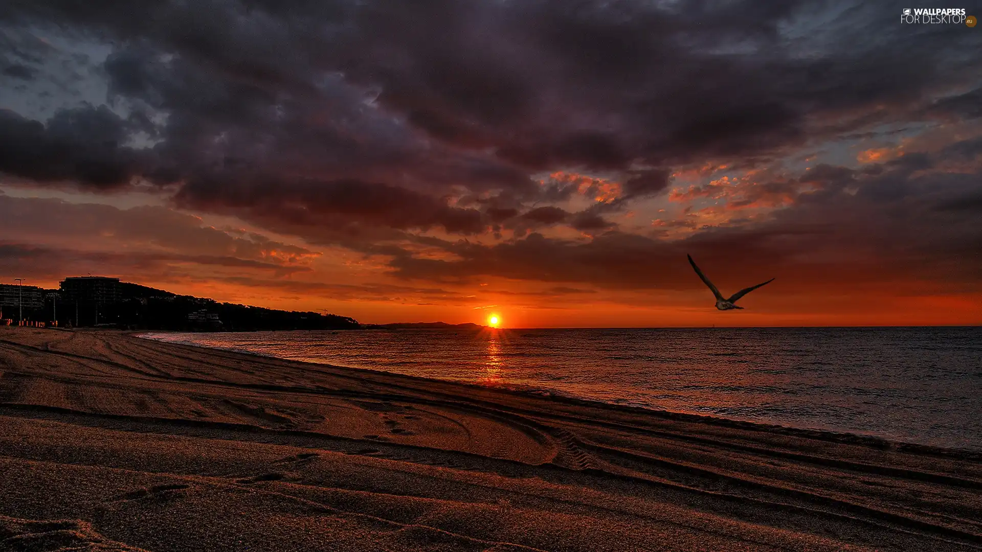 Beaches, Bird, sea