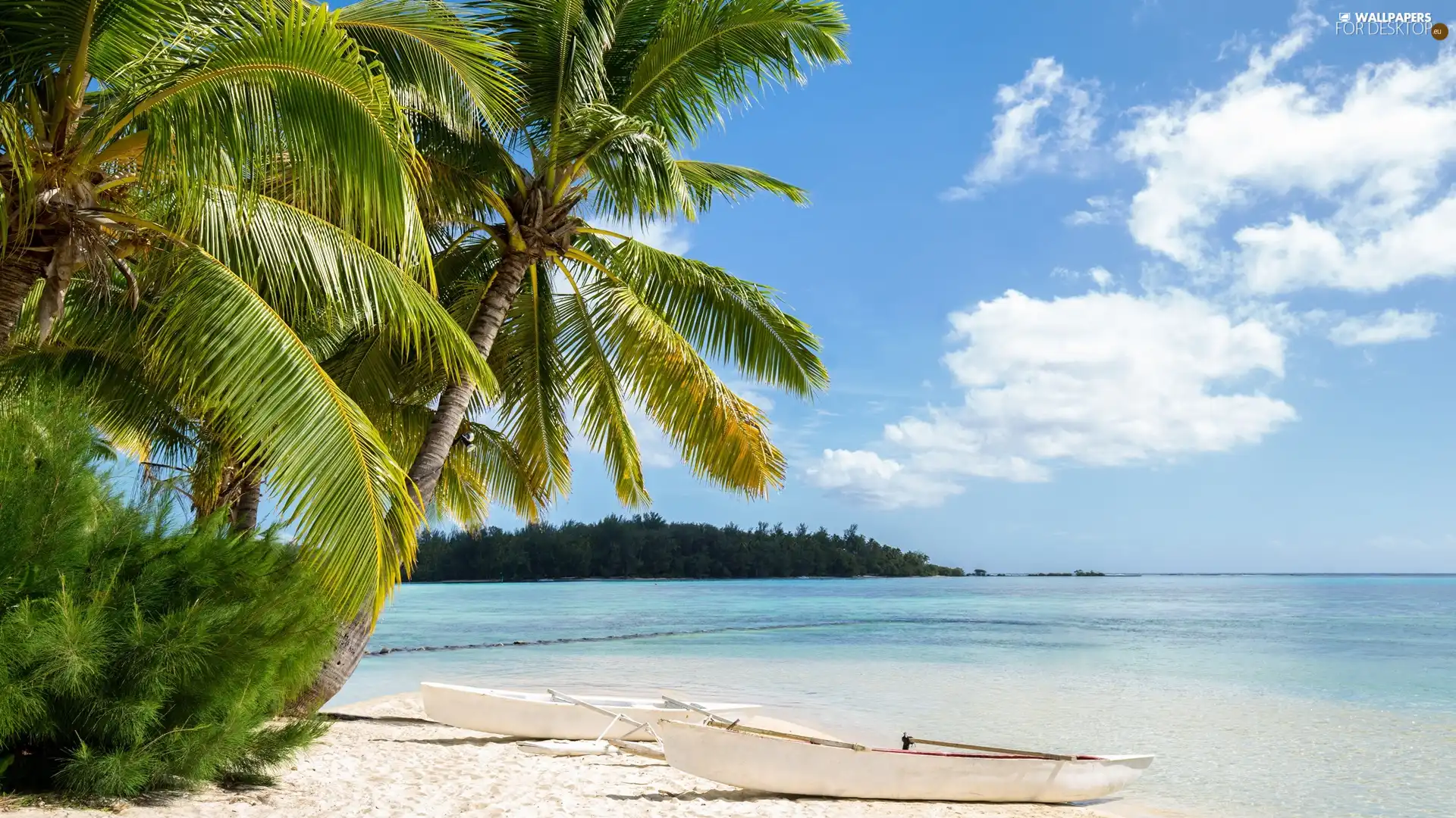 sea, Palms, boats, Beaches