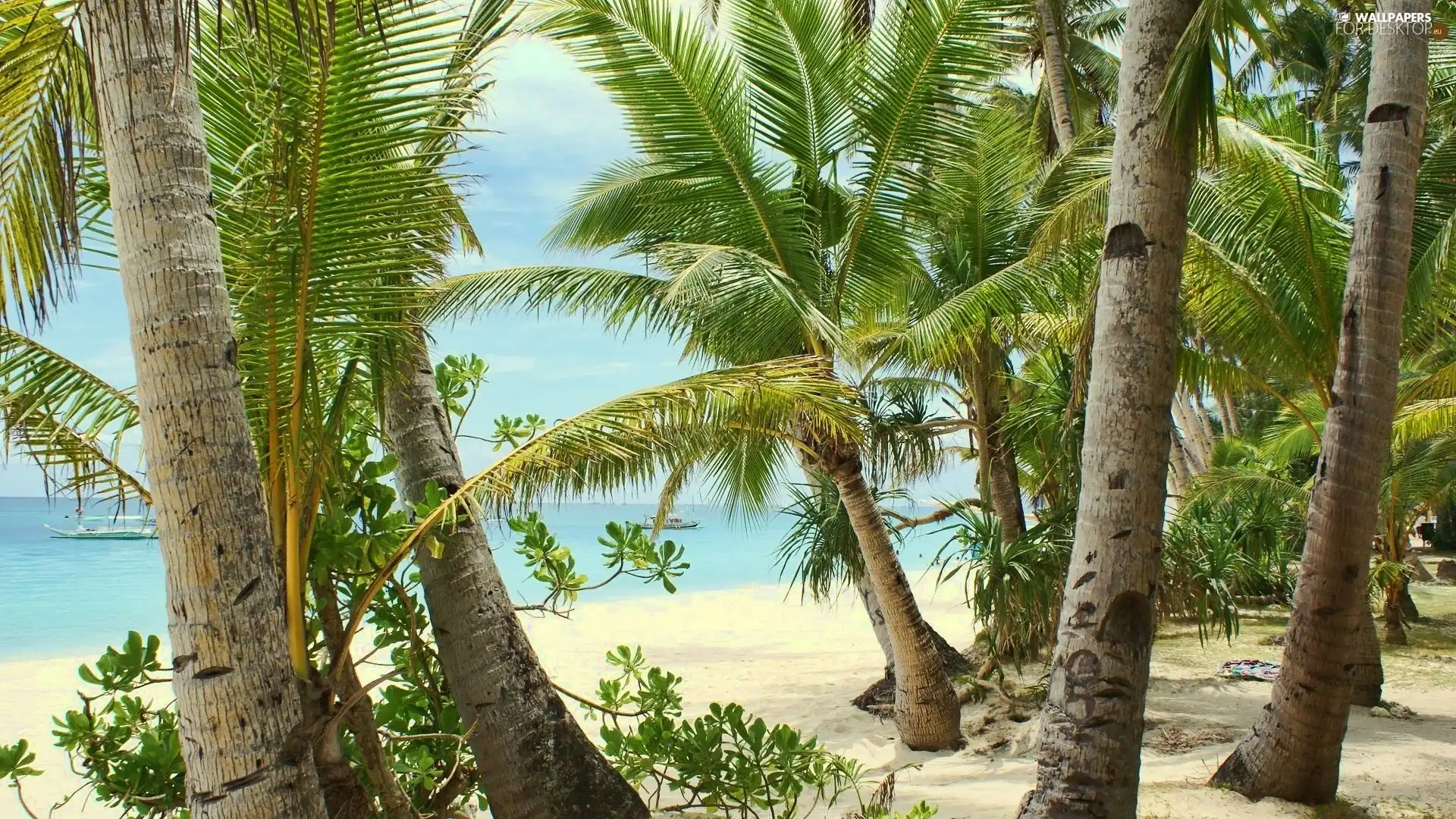 Beaches, Palms, sea