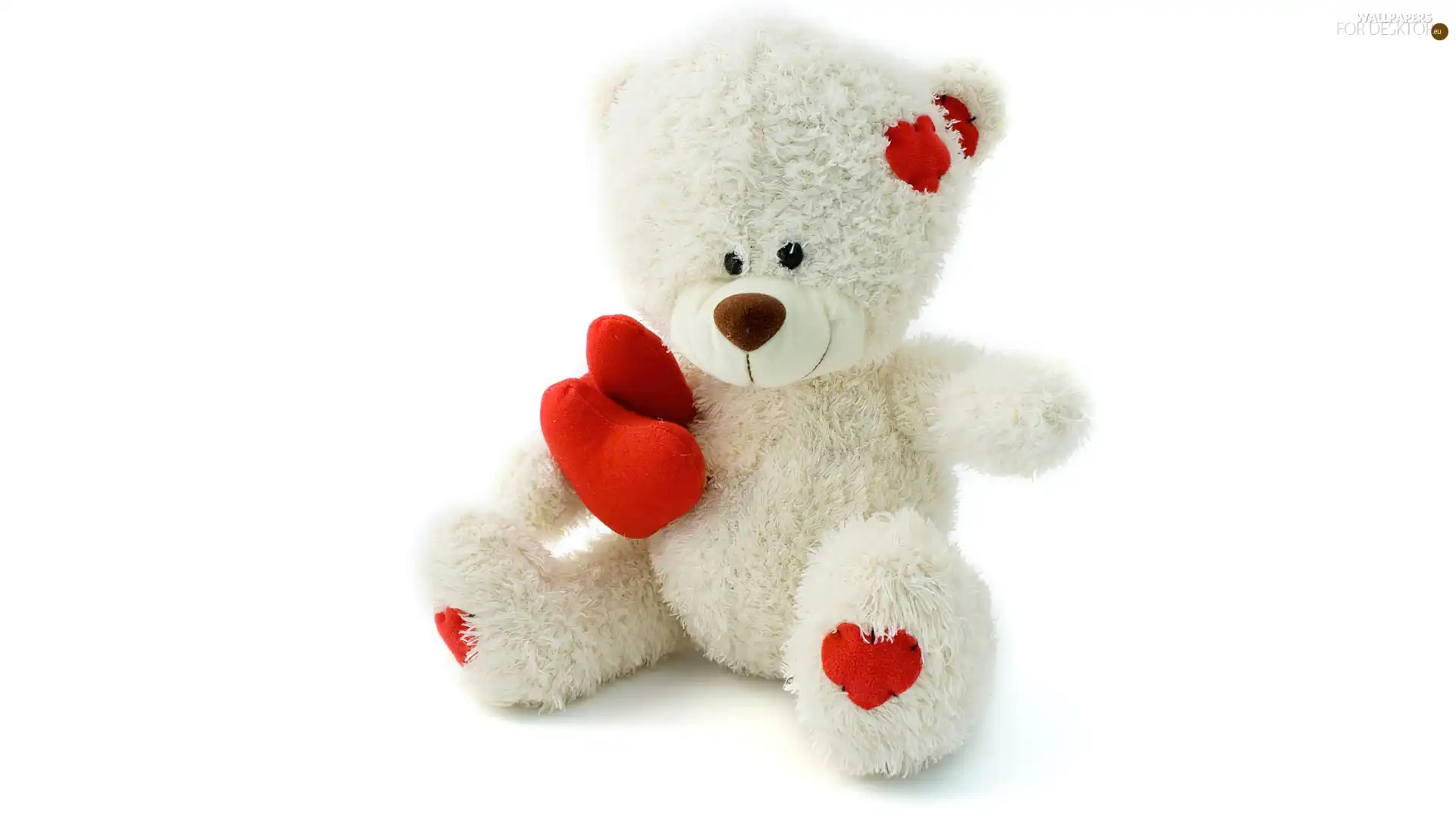 teddy bear, White, Valentine