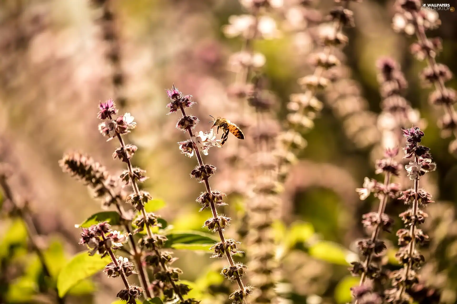 Sage, bee