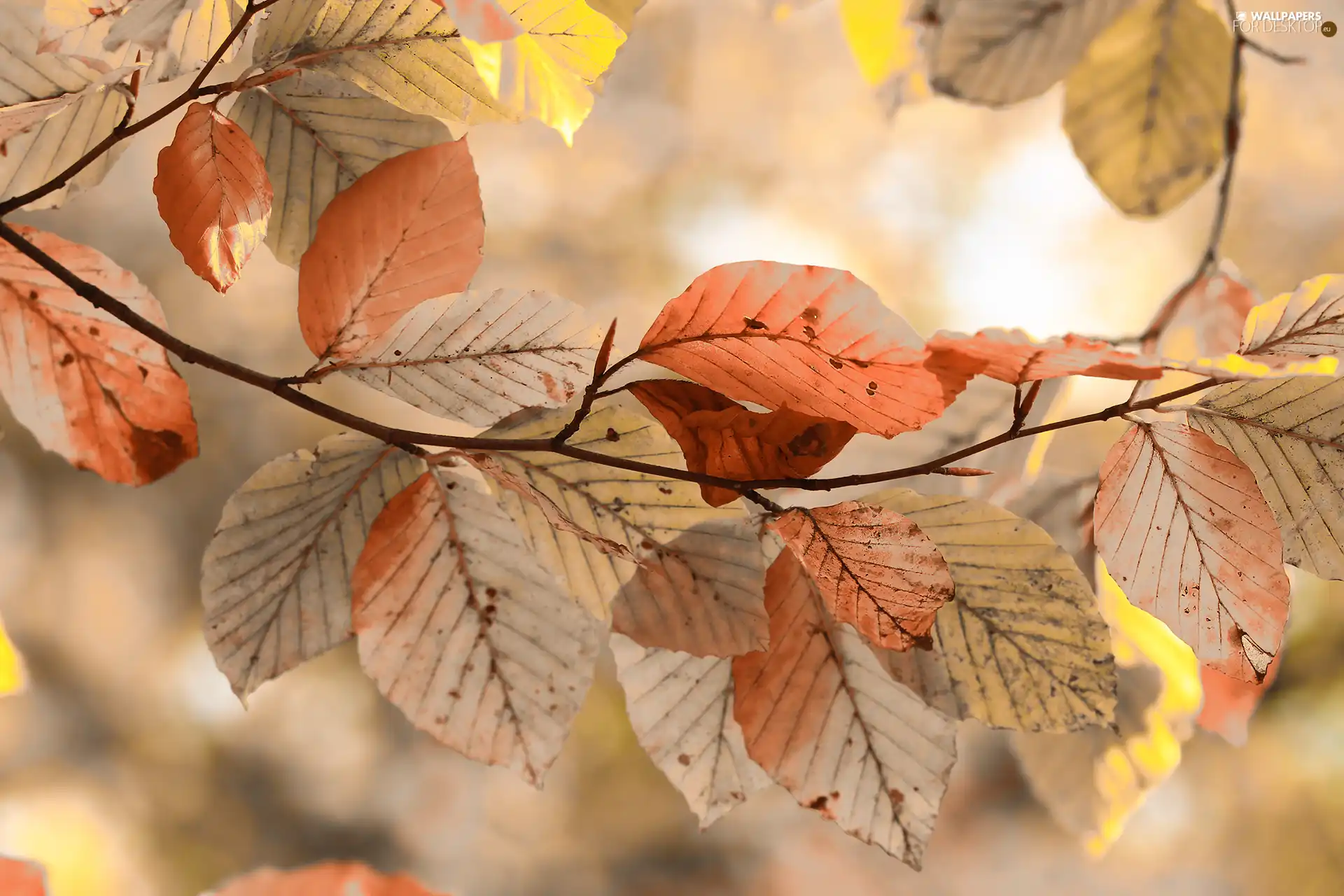 beech, Brown, Leaf