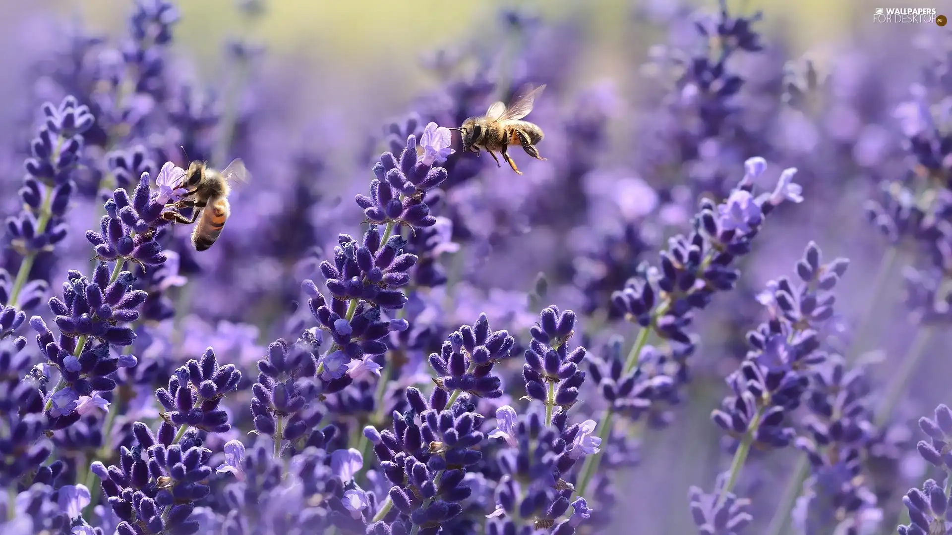 Bees, lavender, Two