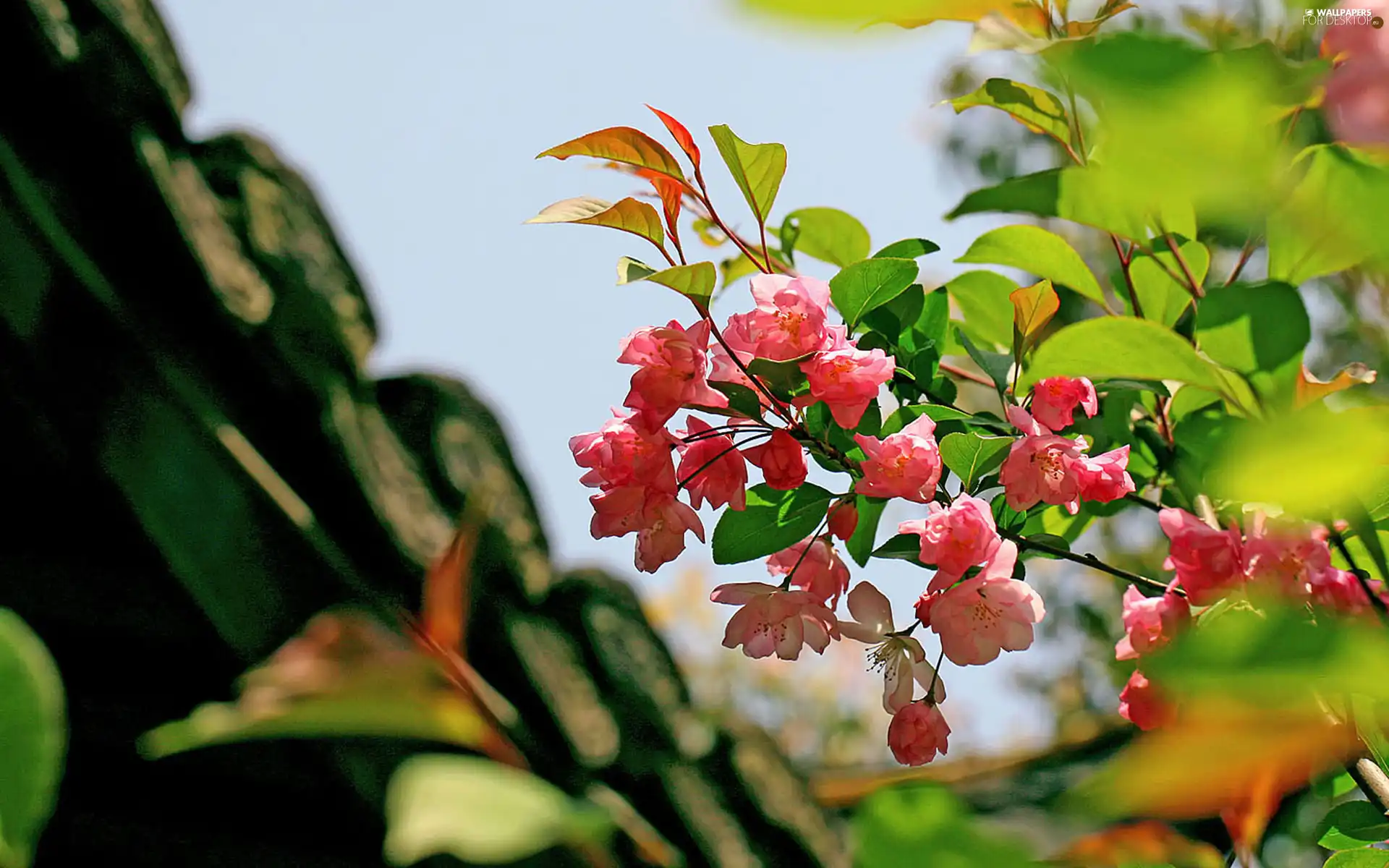 begonia, twig, Pink