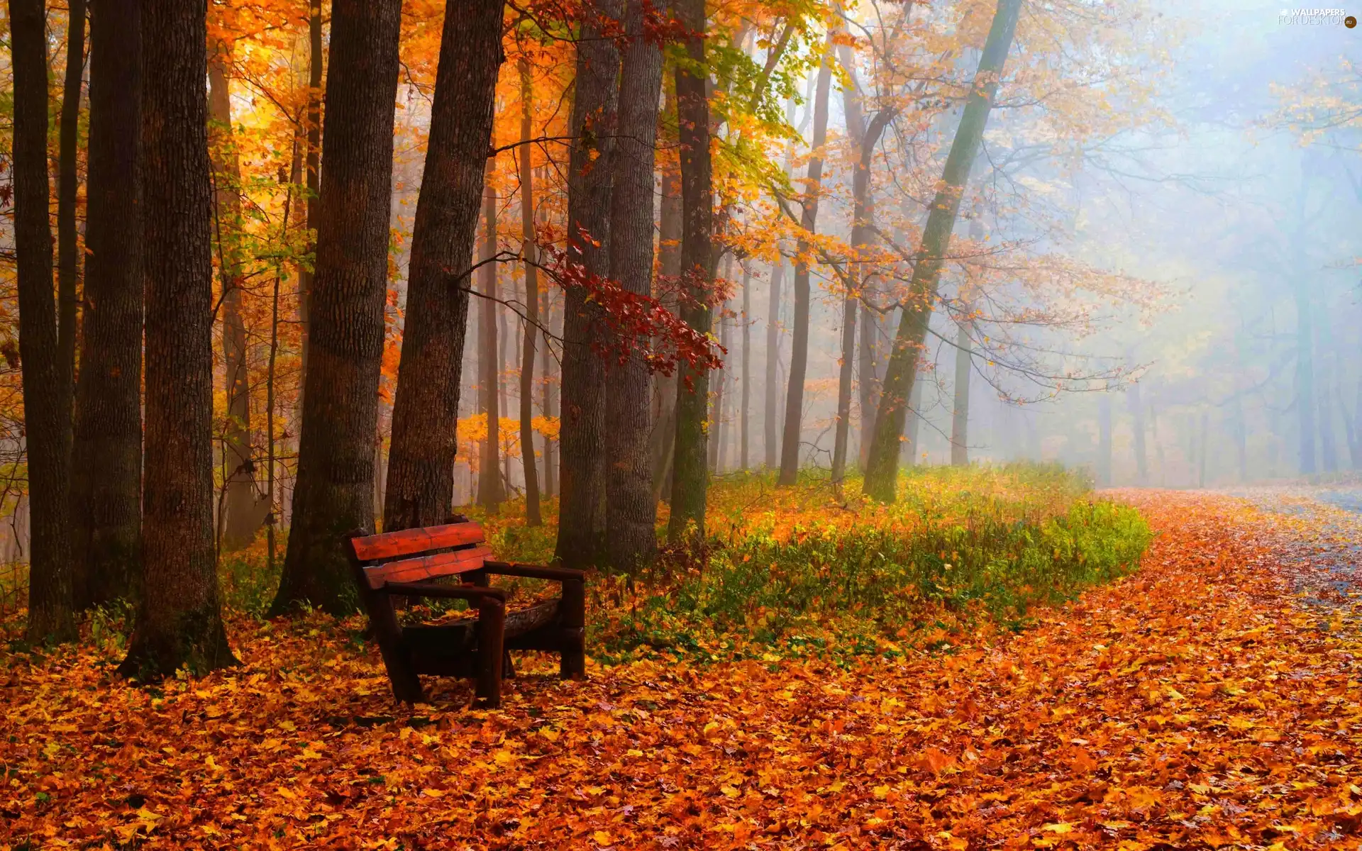 autumn, Fog, Bench, Park