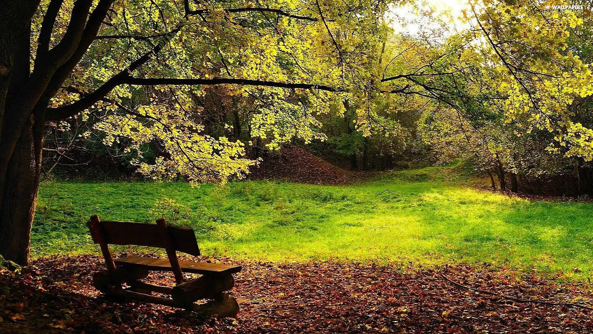 forest, Bench, autumn, car in the meadow