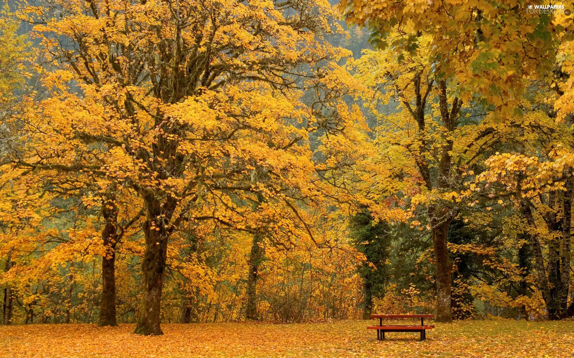 Bench, Autumn, forest