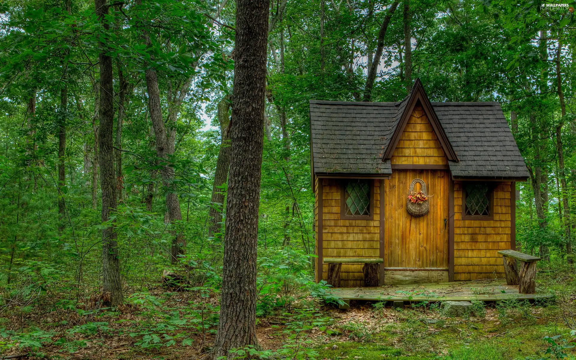 bench, forest, Home