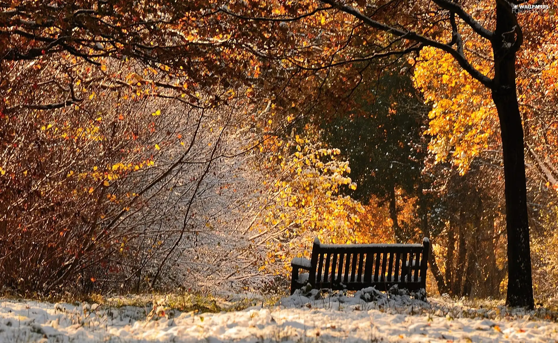 Bench, snow, viewes, Leaf, trees