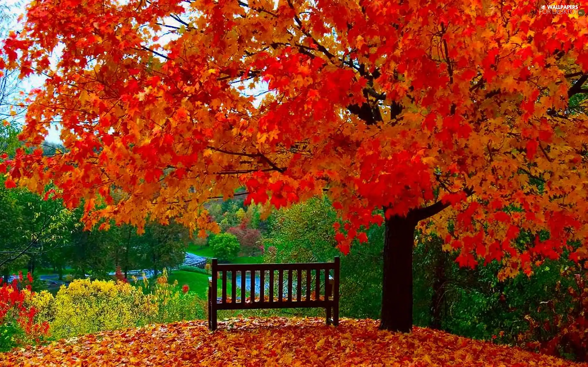 Bench, autumn, color, Leaf, trees