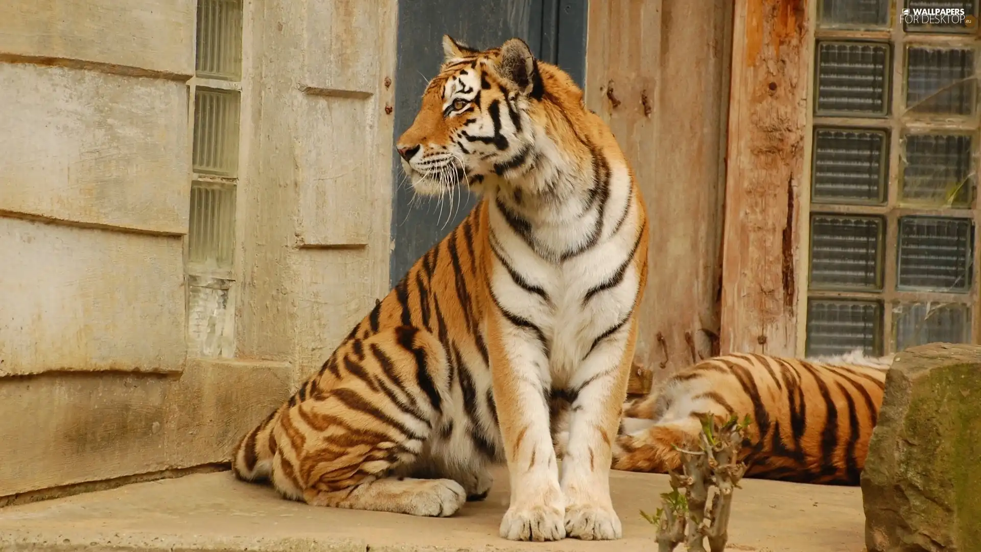 bengal, gazing, tiger