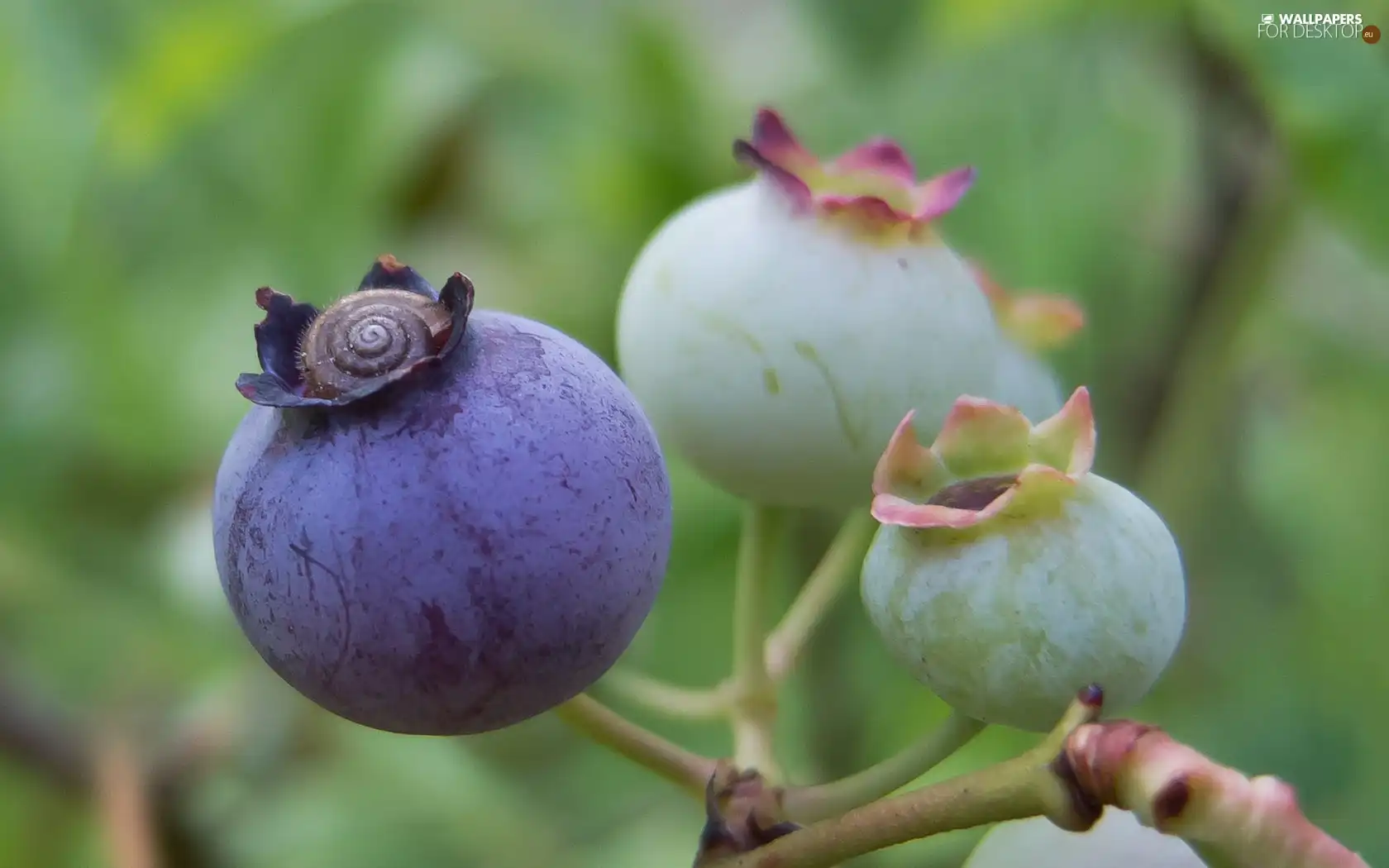 bilberry